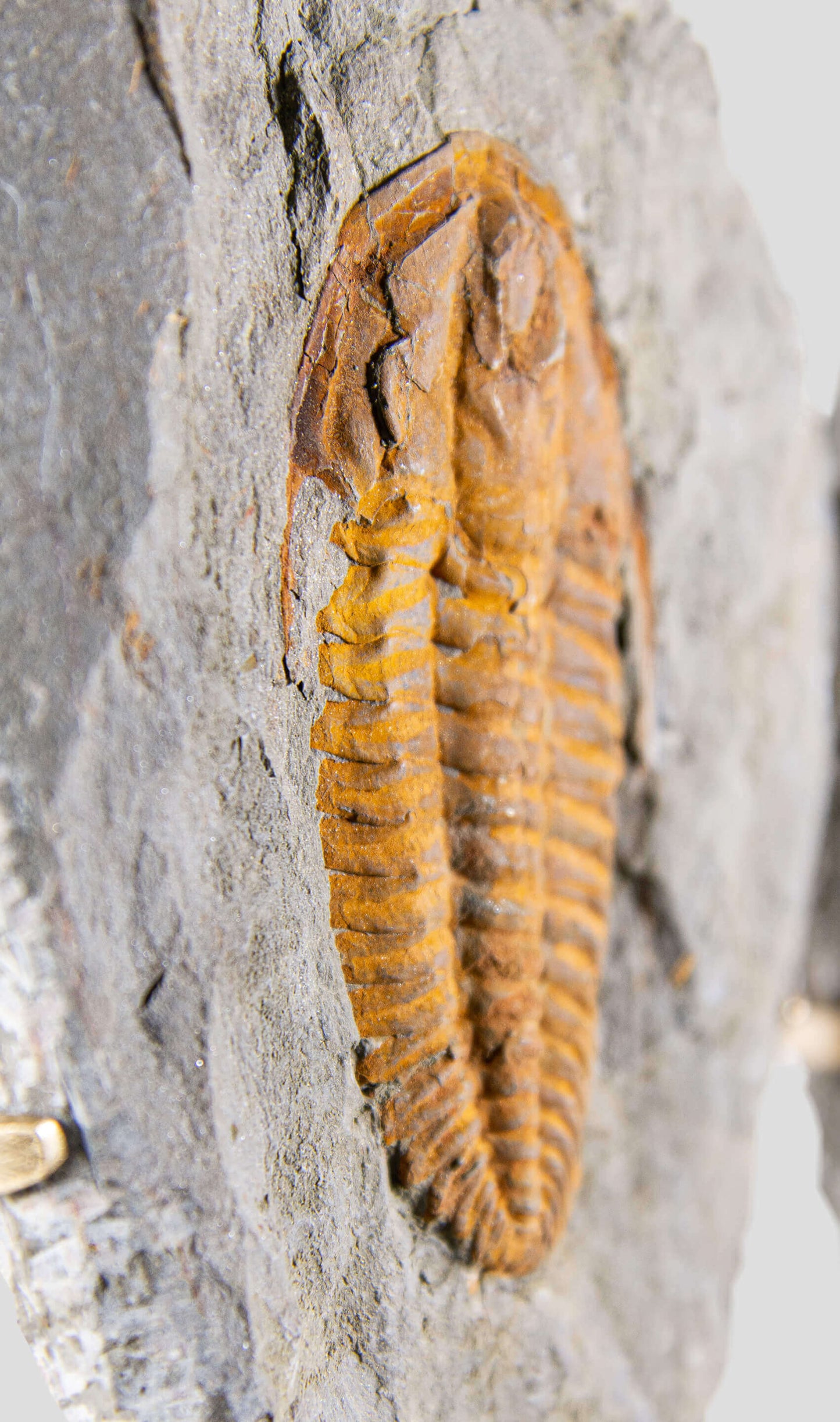 Rare fossil saukianda andalusiae trilobite for sale on brass stand 46