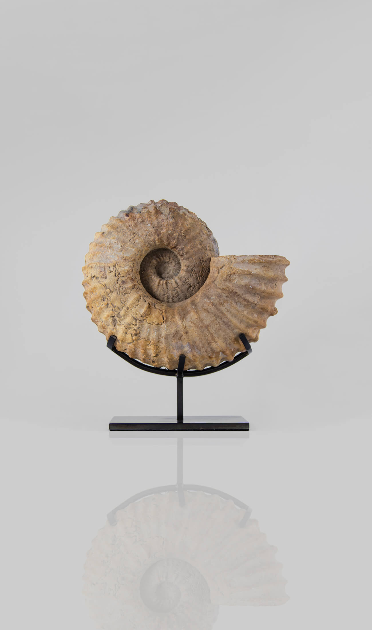 A wonderful Calycoceras asiaticum ammonite measuring 235mm transformed on AES bronze stand at THE FOSSIL STORE