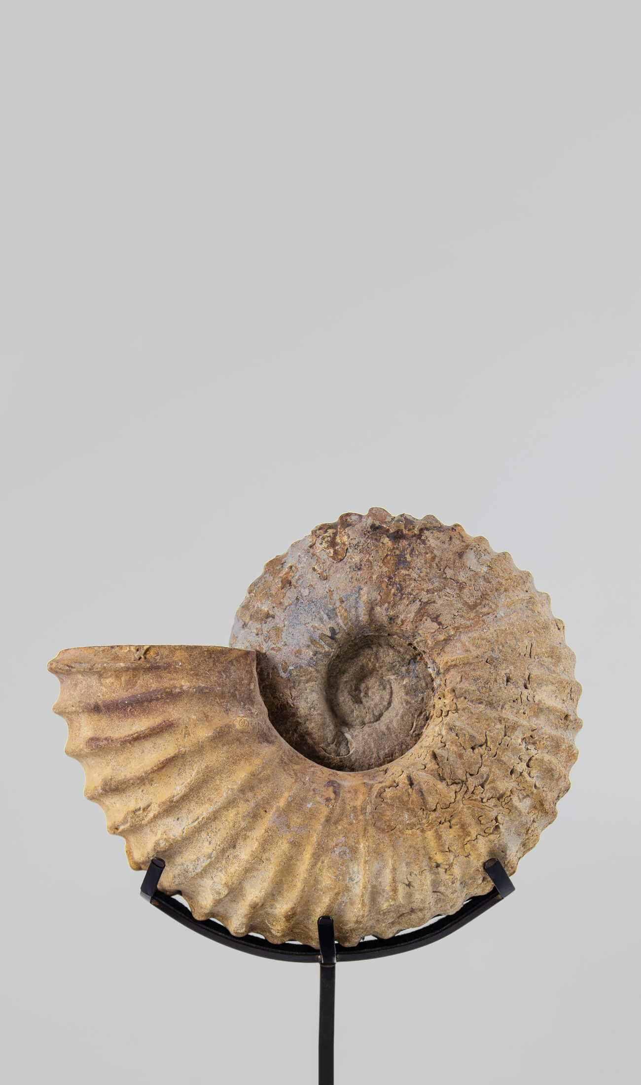 A wonderful Calycoceras asiaticum ammonite measuring 235mm transformed on AES bronze stand at THE FOSSIL STORE