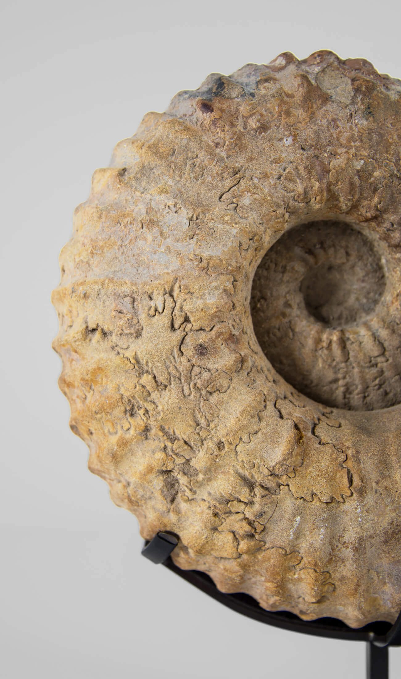 A wonderful Calycoceras asiaticum ammonite measuring 235mm transformed on AES bronze stand at THE FOSSIL STORE