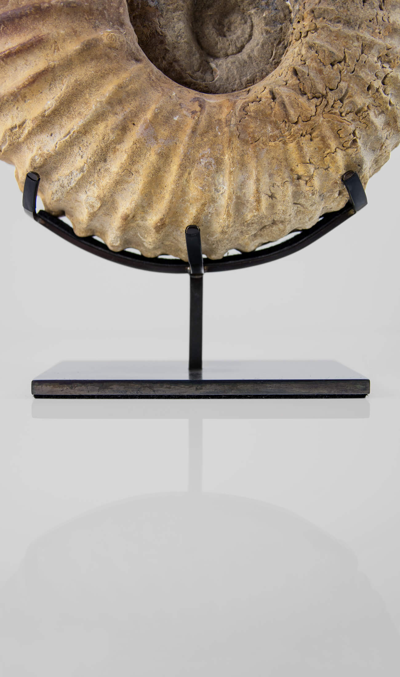 A wonderful Calycoceras asiaticum ammonite measuring 235mm transformed on AES bronze stand at THE FOSSIL STORE