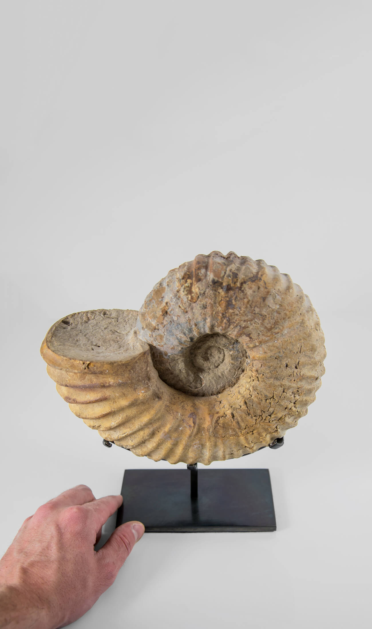 A wonderful Calycoceras asiaticum ammonite measuring 235mm transformed on AES bronze stand at THE FOSSIL STORE