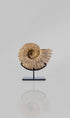 A fossil Calycoceras asiaticum ammonite for sale presented on a custom bronze stand measuring 211mm at THE FOSSIL STORE