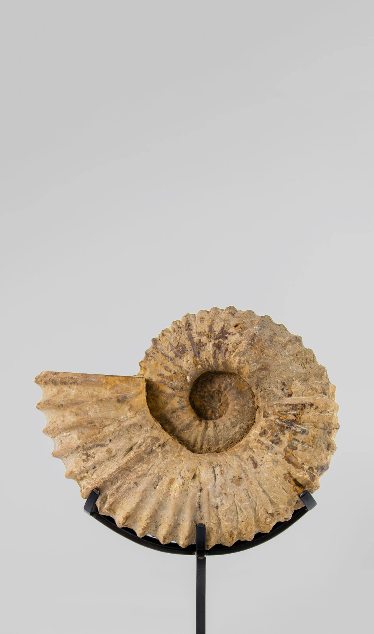 A fossil Calycoceras asiaticum ammonite for sale presented on a custom bronze stand measuring 211mm at THE FOSSIL STORE