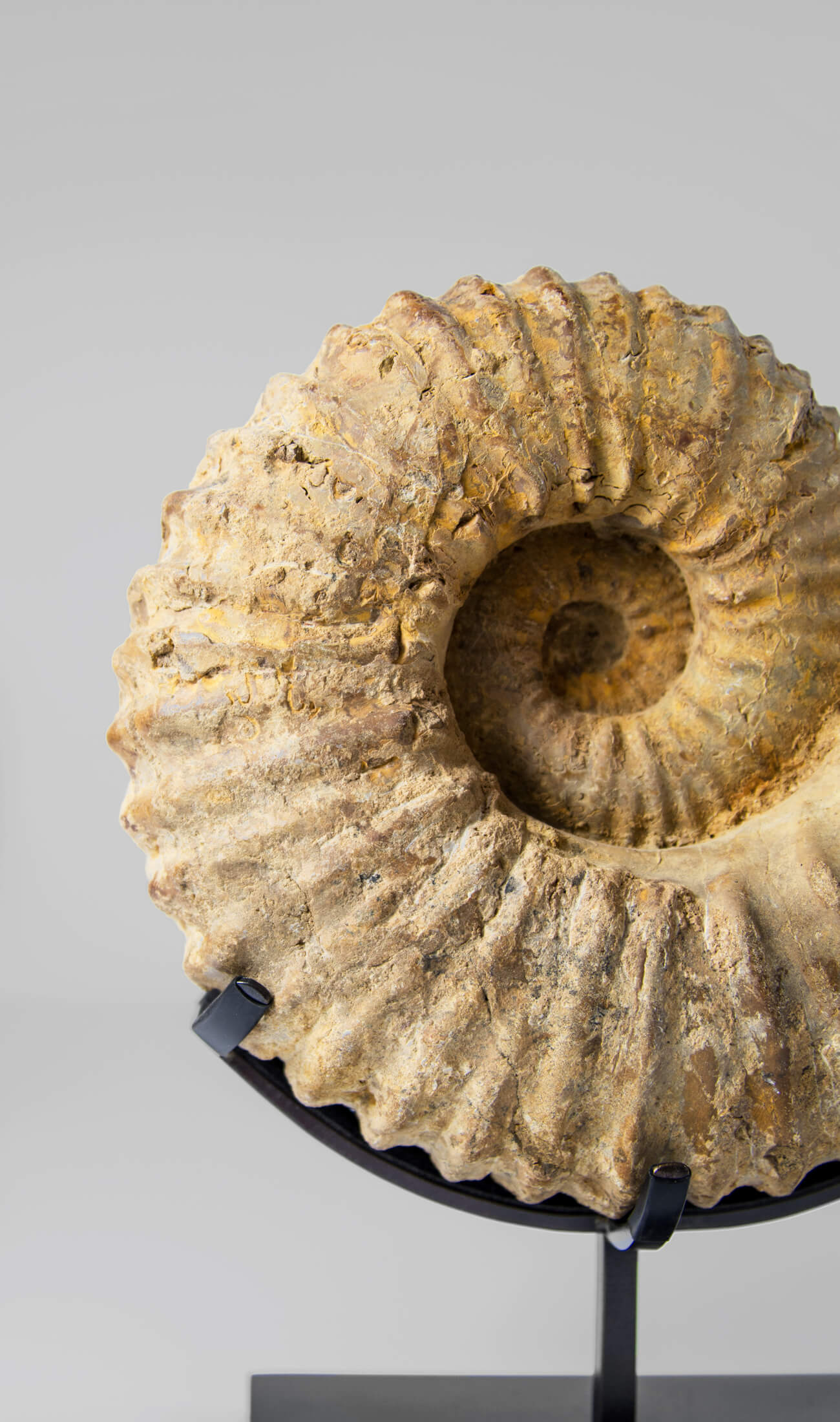 A fossil Calycoceras asiaticum ammonite for sale presented on a custom bronze stand measuring 211mm at THE FOSSIL STORE