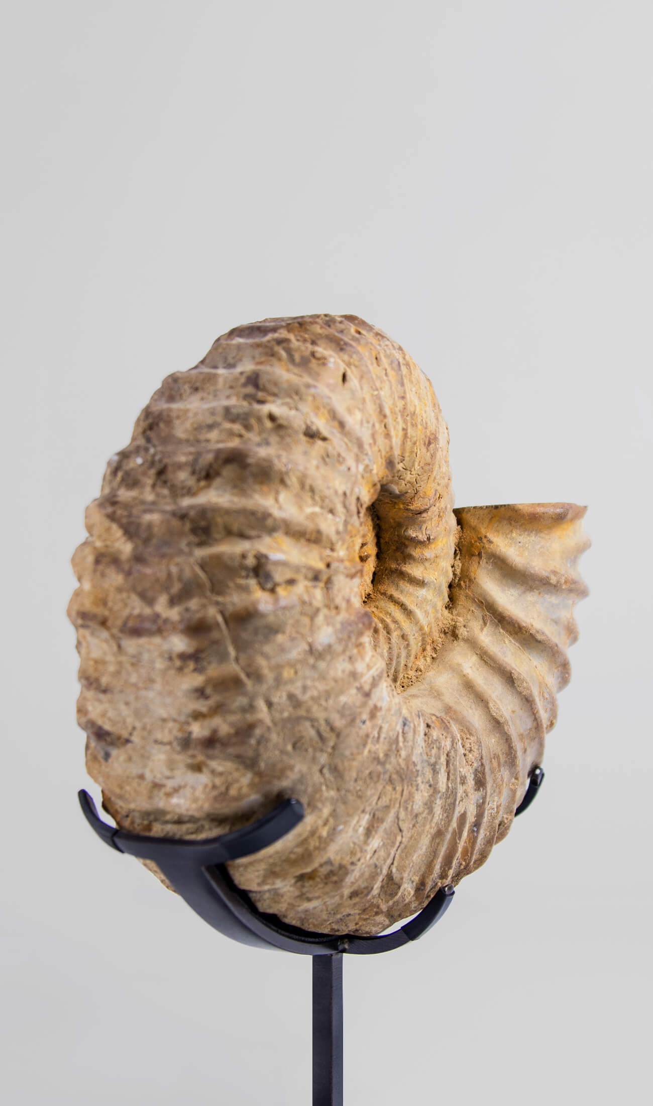 A fossil Calycoceras asiaticum ammonite for sale presented on a custom bronze stand measuring 211mm at THE FOSSIL STORE