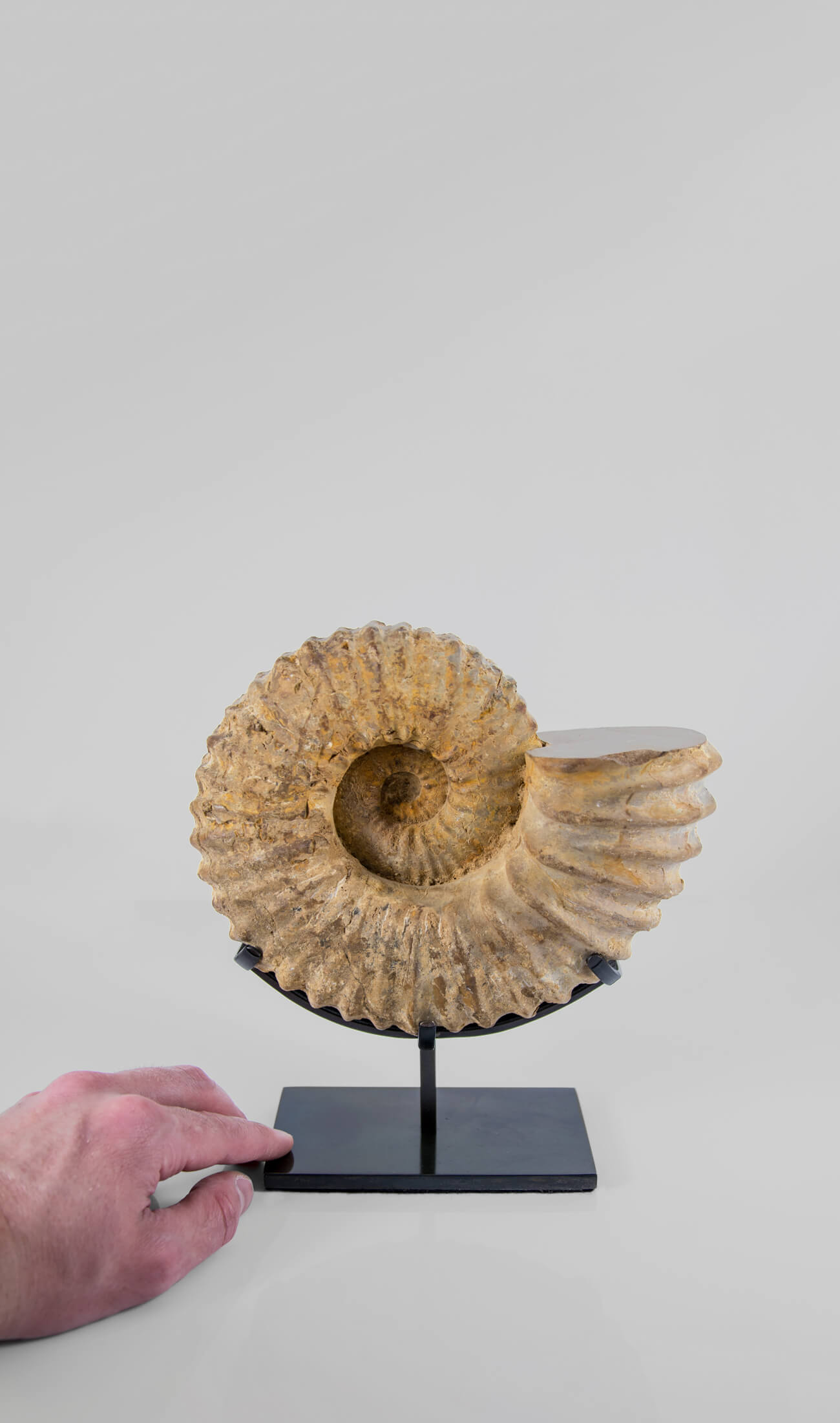 A fossil Calycoceras asiaticum ammonite for sale presented on a custom bronze stand measuring 211mm at THE FOSSIL STORE