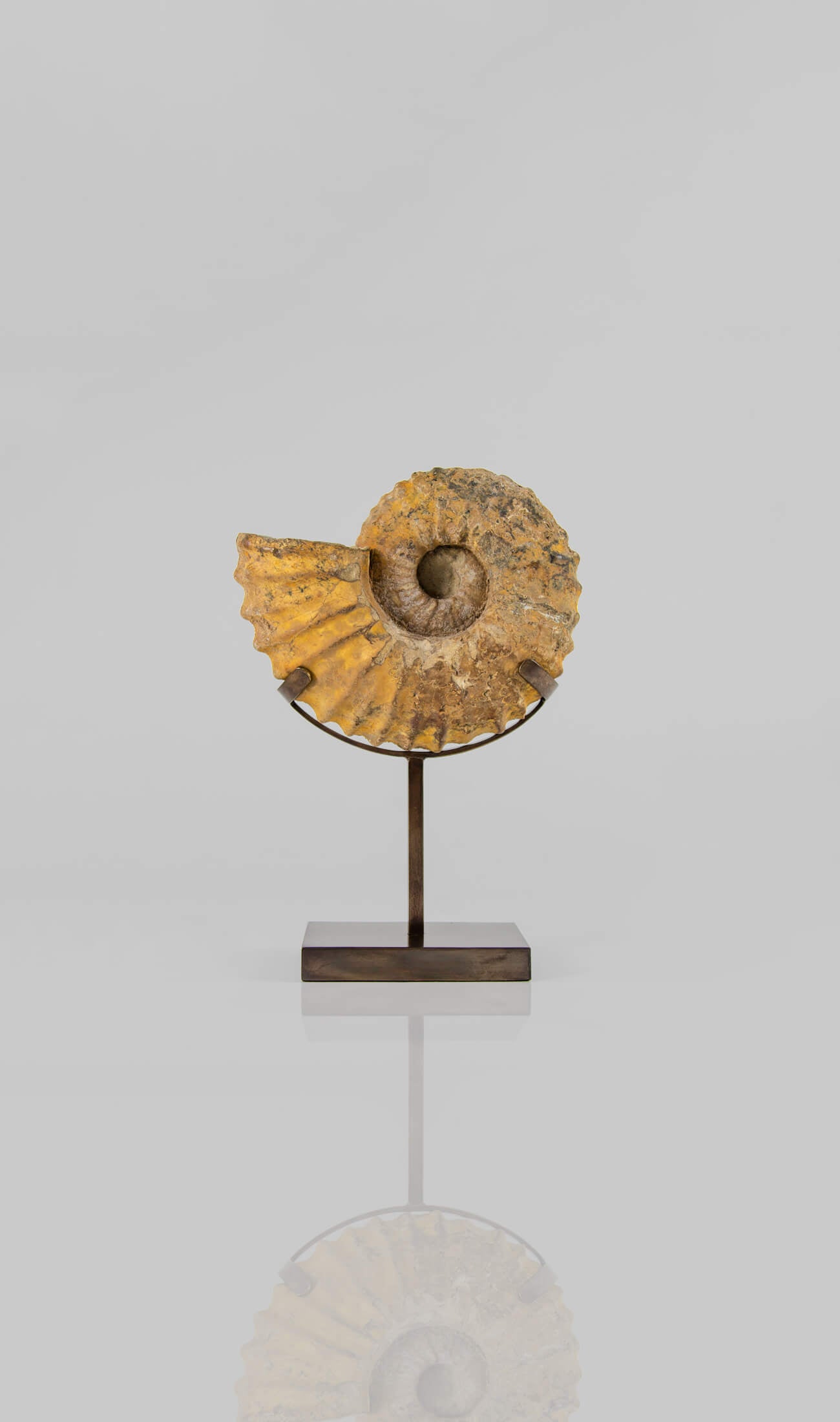 A wonderful Calycoceras asiaticum ammonite measuring 210mm transformed on AES bronze stand at THE FOSSIL STORE