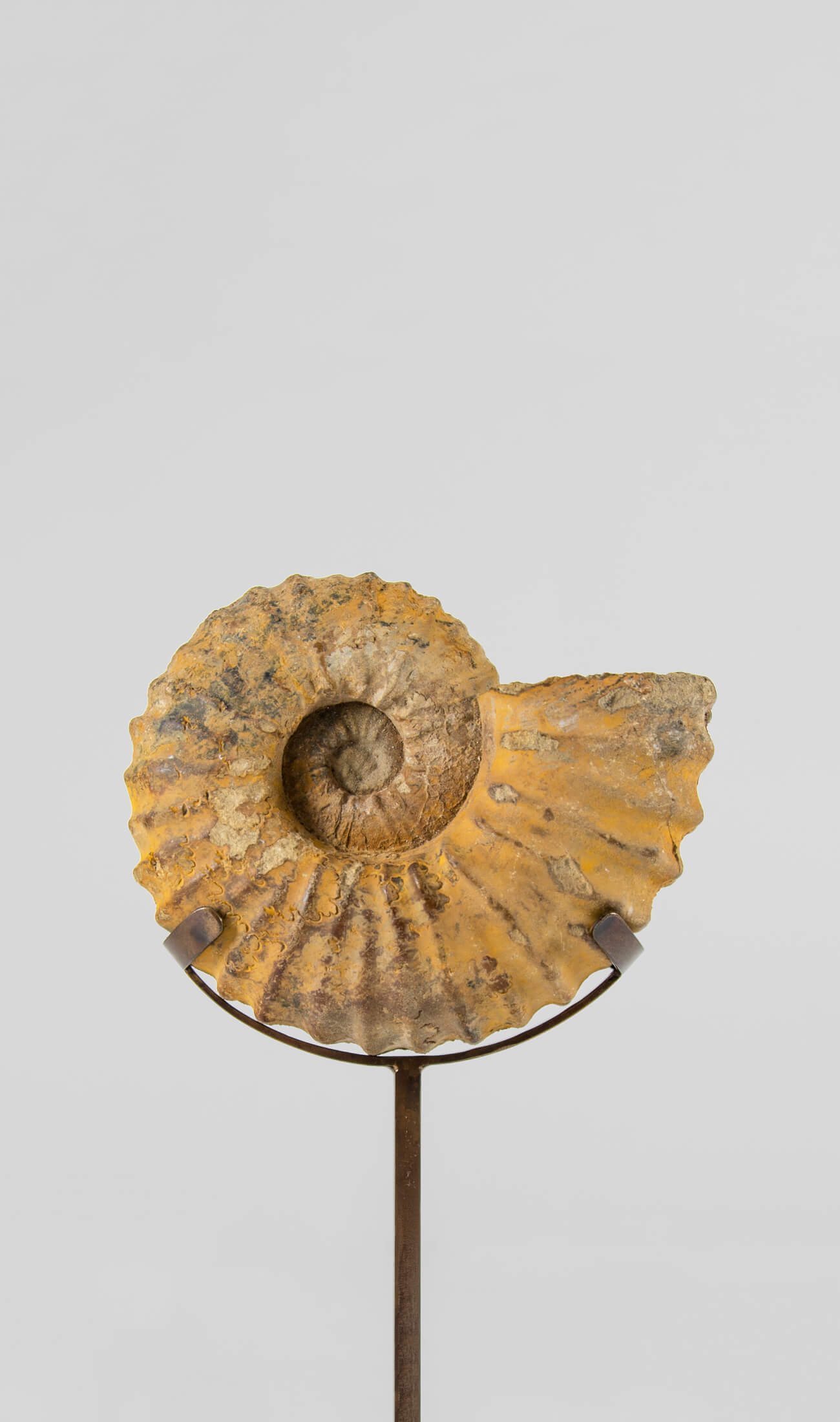 A wonderful Calycoceras asiaticum ammonite measuring 210mm transformed on AES bronze stand at THE FOSSIL STORE