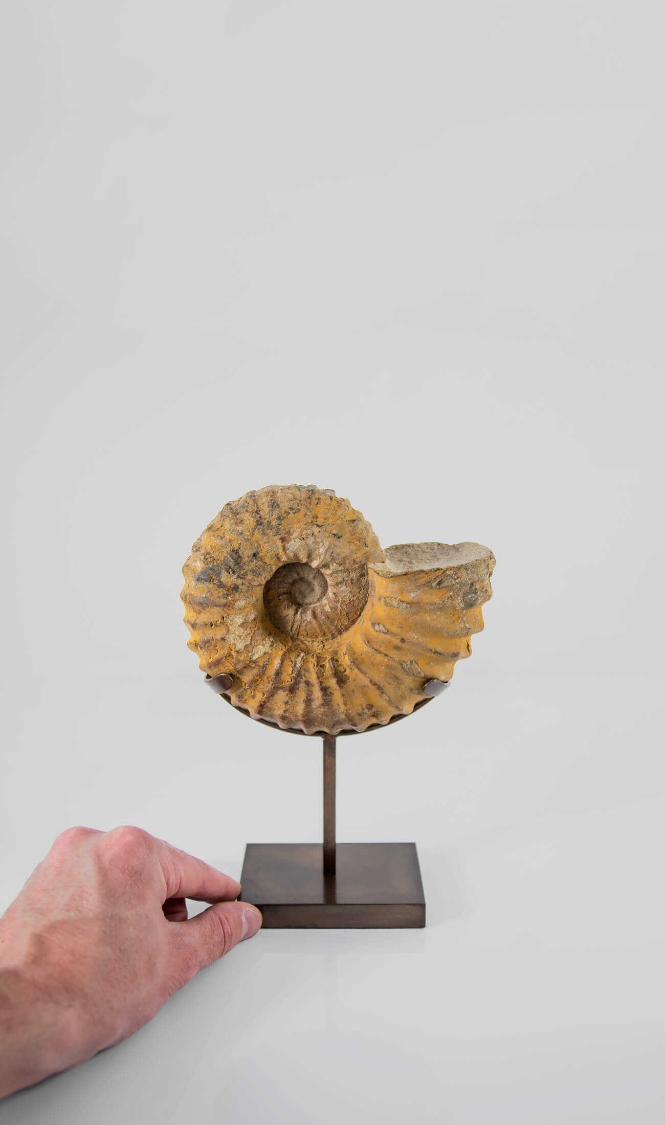 A wonderful Calycoceras asiaticum ammonite measuring 210mm transformed on AES bronze stand at THE FOSSIL STORE