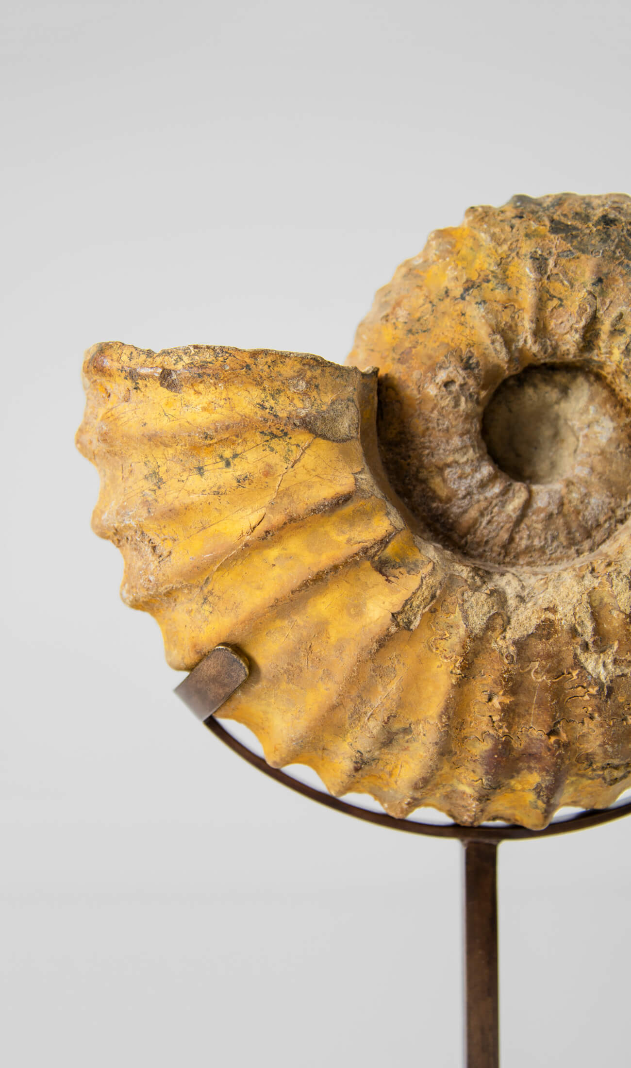 A wonderful Calycoceras asiaticum ammonite measuring 210mm transformed on AES bronze stand at THE FOSSIL STORE