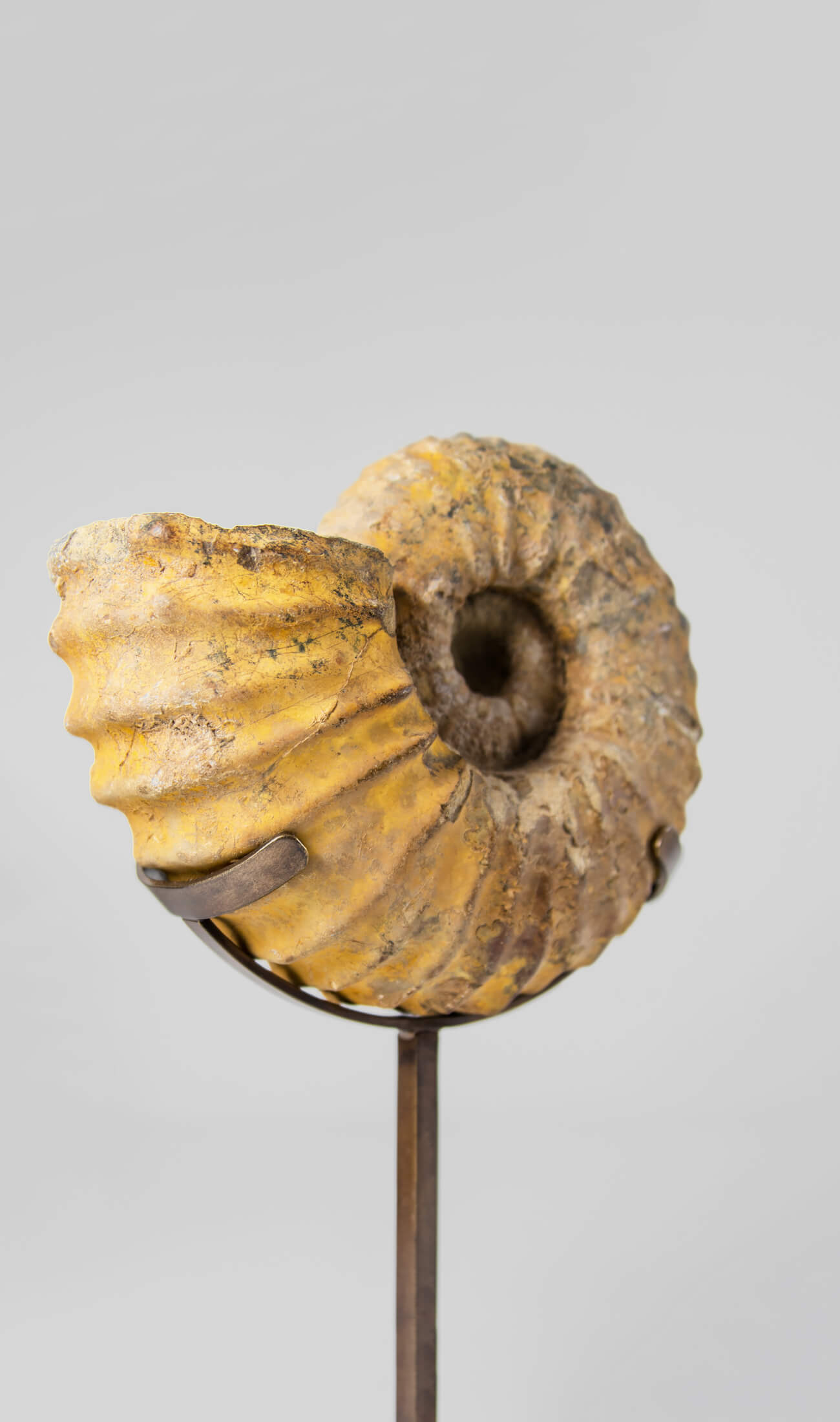 A wonderful Calycoceras asiaticum ammonite measuring 210mm transformed on AES bronze stand at THE FOSSIL STORE