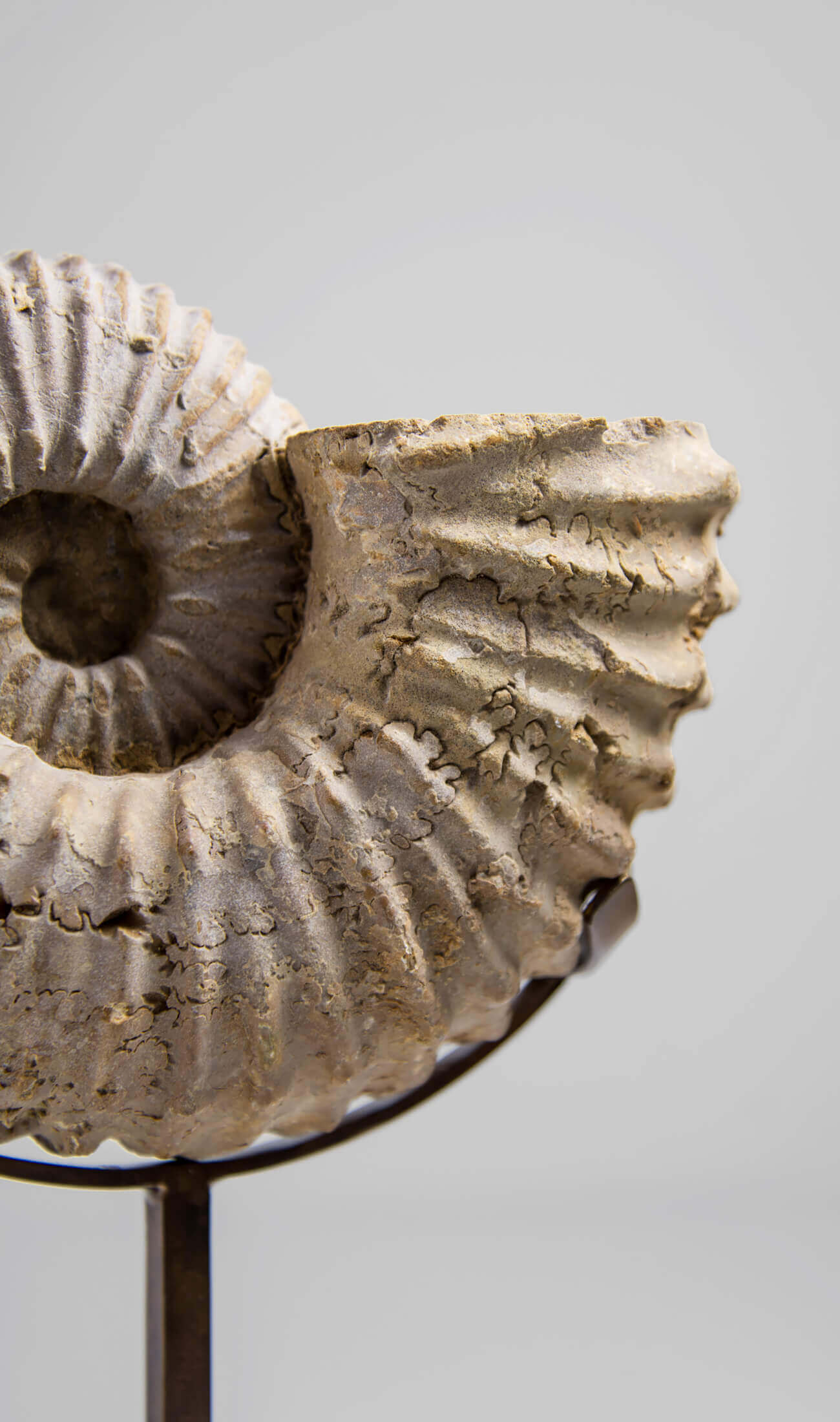 A wonderful Calycoceras asiaticum ammonite measuring 205mm transformed on AES bronze stand at THE FOSSIL STORE