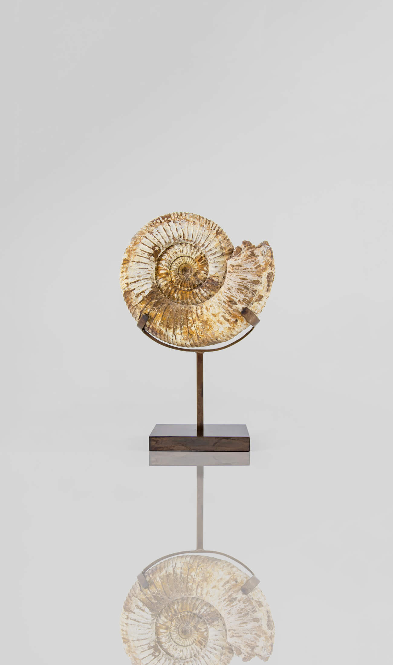 A wonderful example of a double-sided Perisphinctes ammonite measuring 220mm on a custom-designed bronze stand