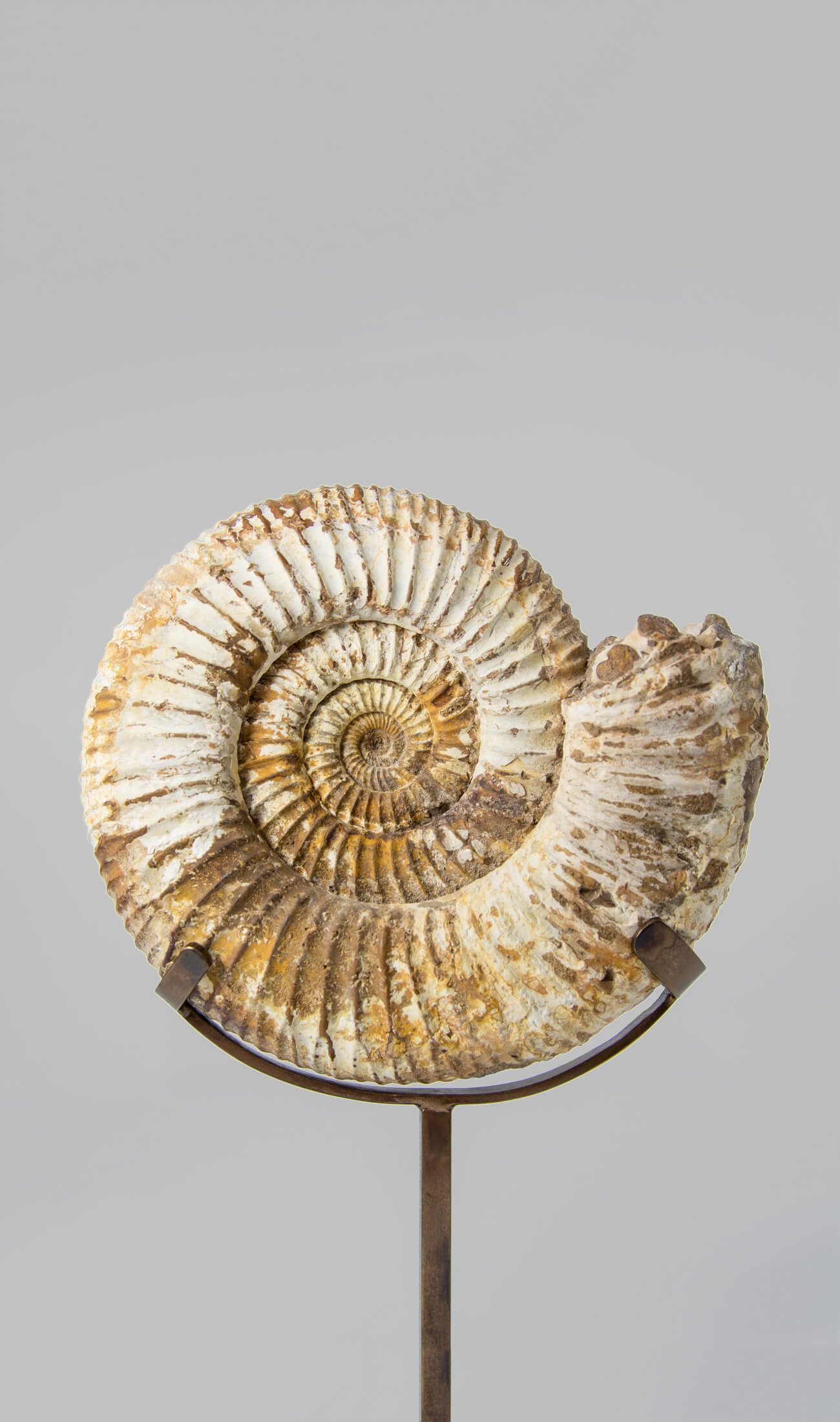 A wonderful example of a double-sided Perisphinctes ammonite measuring 220mm on a custom-designed bronze stand