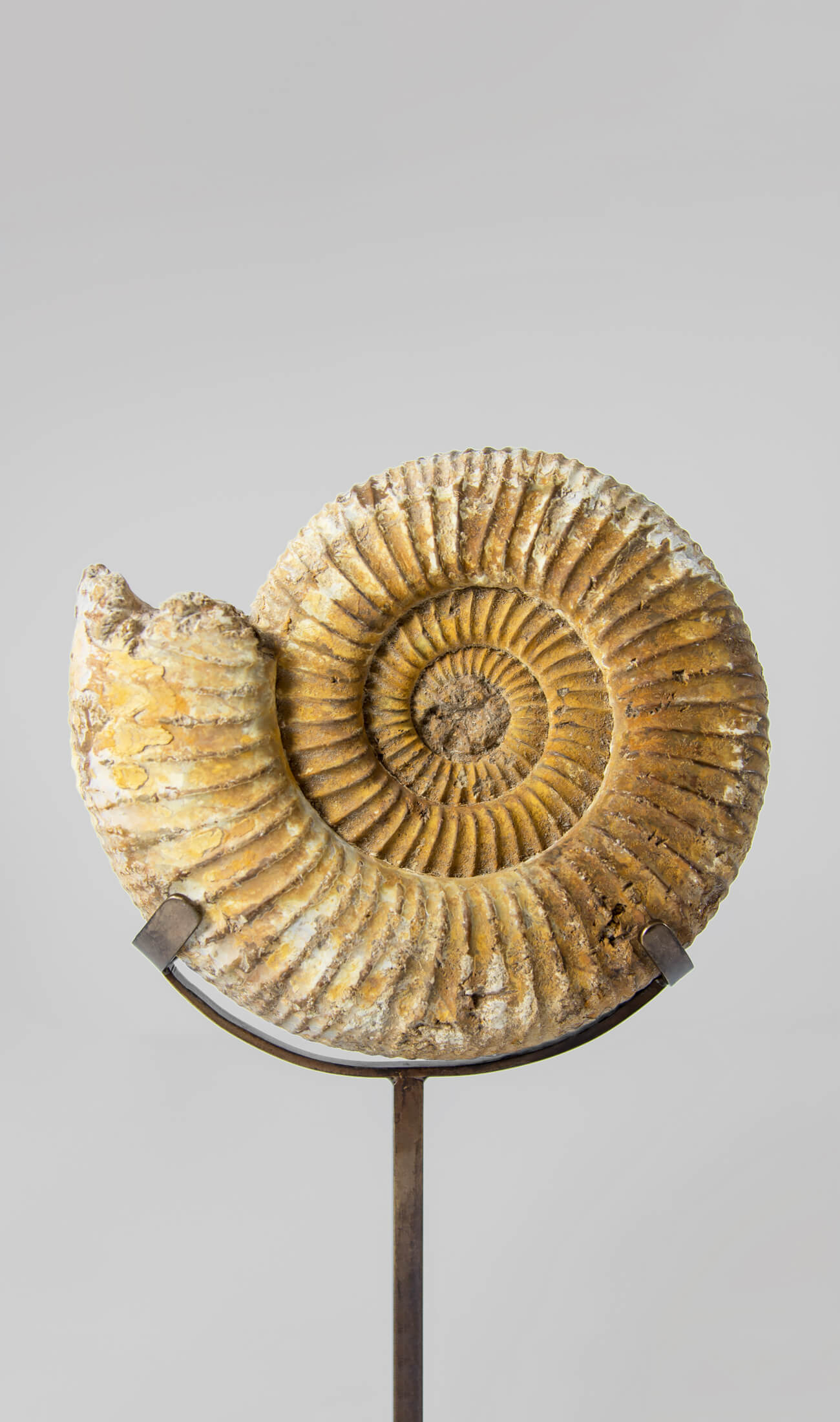 A wonderful example of a double-sided Perisphinctes ammonite measuring 220mm on a custom-designed bronze stand