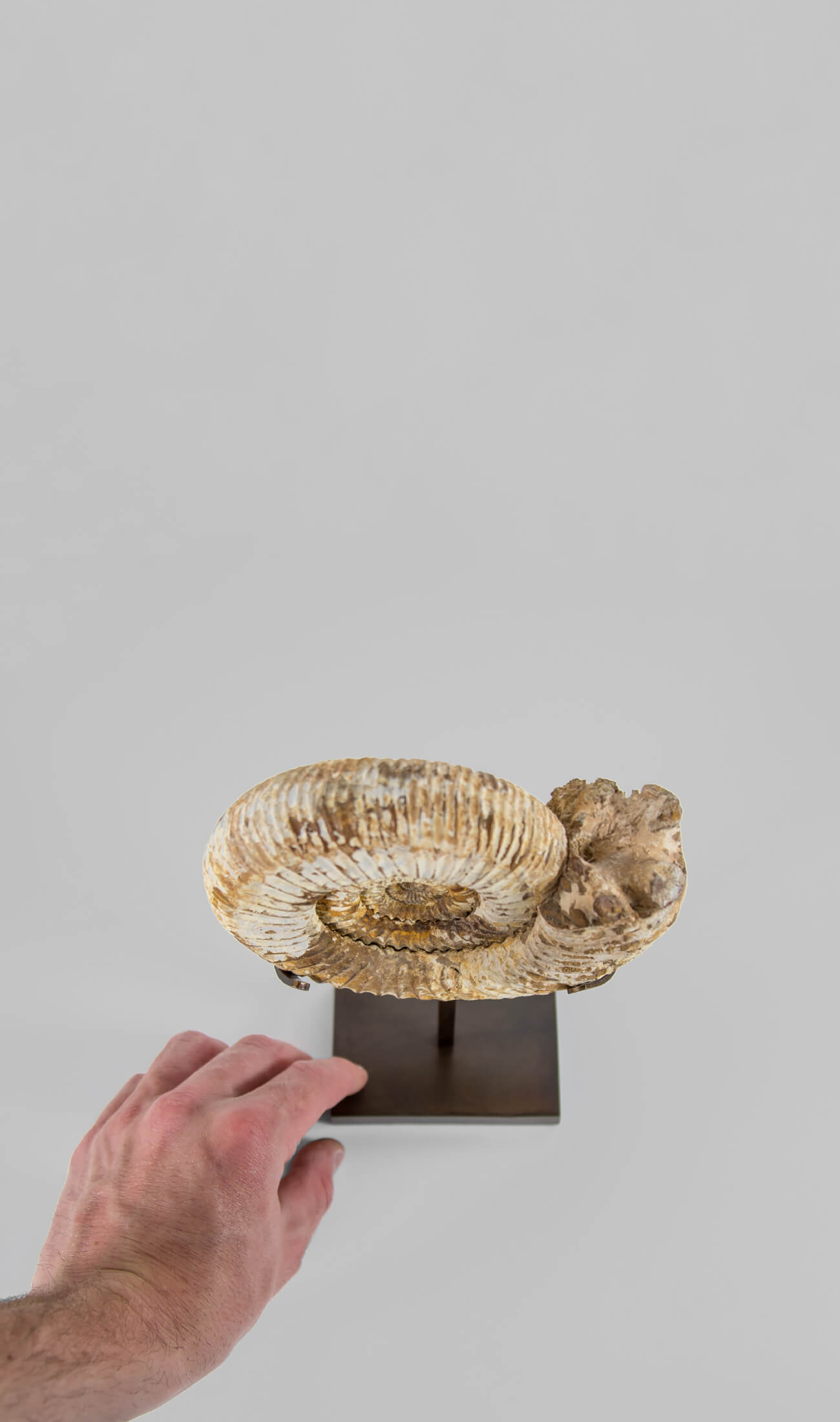 A wonderful example of a double-sided Perisphinctes ammonite measuring 220mm on a custom-designed bronze stand