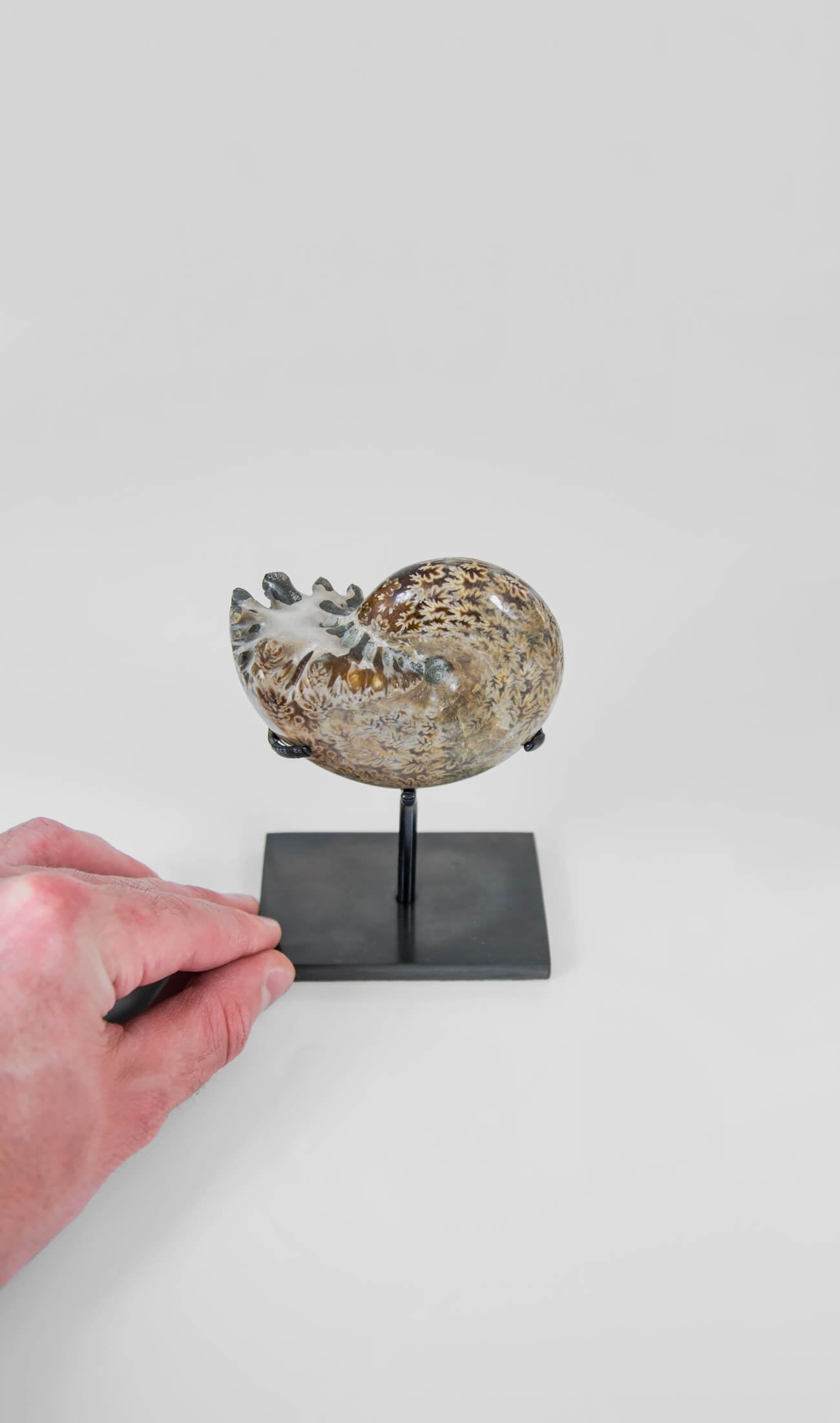 A beautifully polished Phylloceras ammonite fossil for sale measuring 114mm on THE FOSSIL STORE custom designed bronze stand