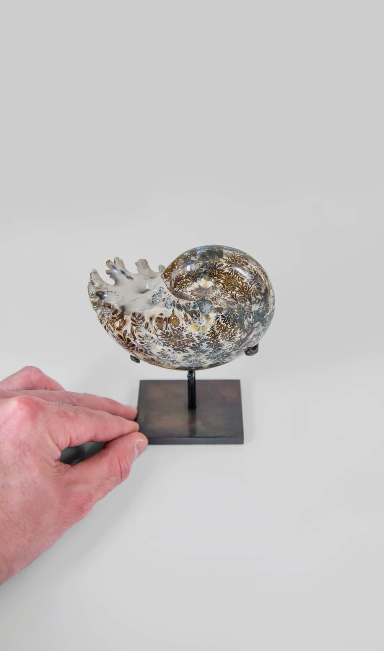 A beautifully polished Phylloceras ammonite fossil for sale measuring 124mm on THE FOSSIL STORE custom designed bronze stand