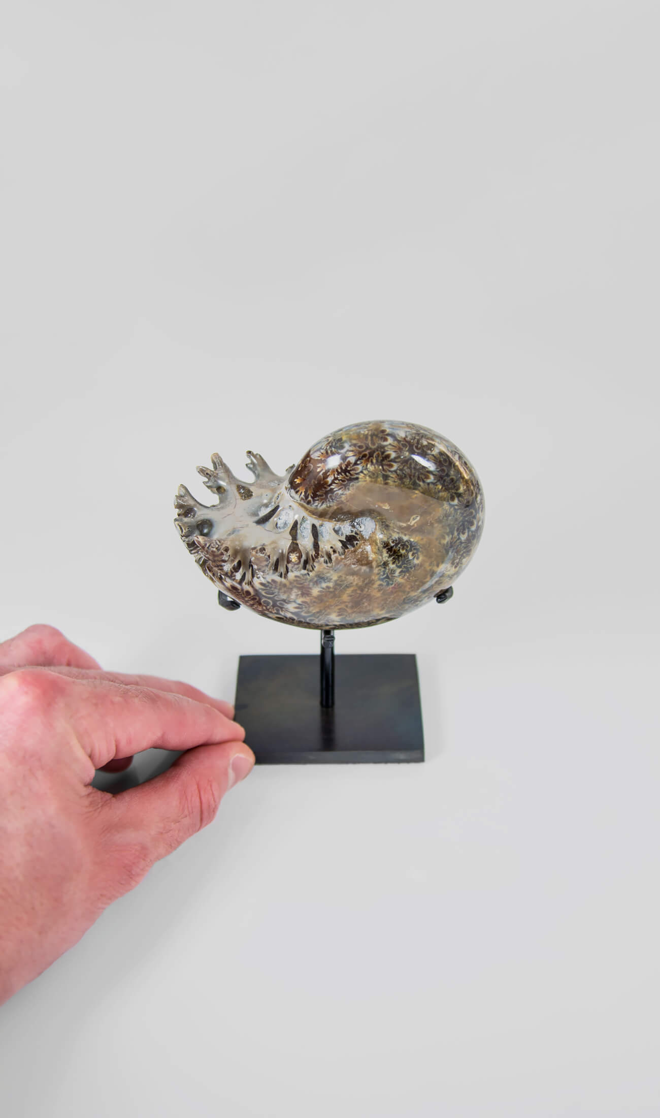 A beautifully polished Phylloceras ammonite fossil for sale measuring 122mm on THE FOSSIL STORE custom designed bronze stand