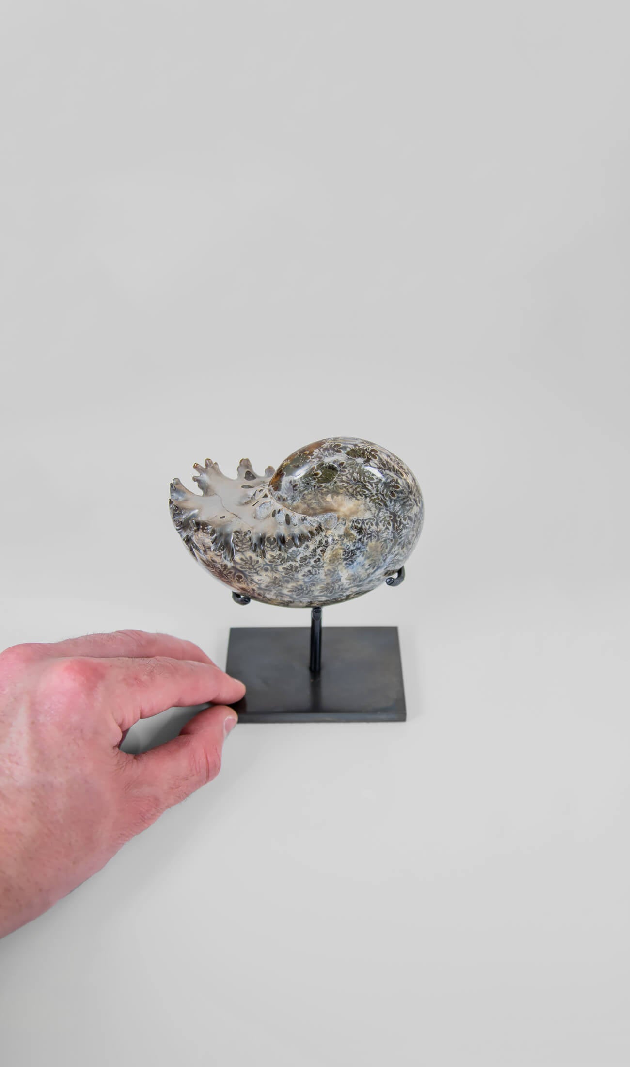 A beautifully polished Phylloceras ammonite fossil for sale measuring 126mm on THE FOSSIL STORE custom designed bronze stand