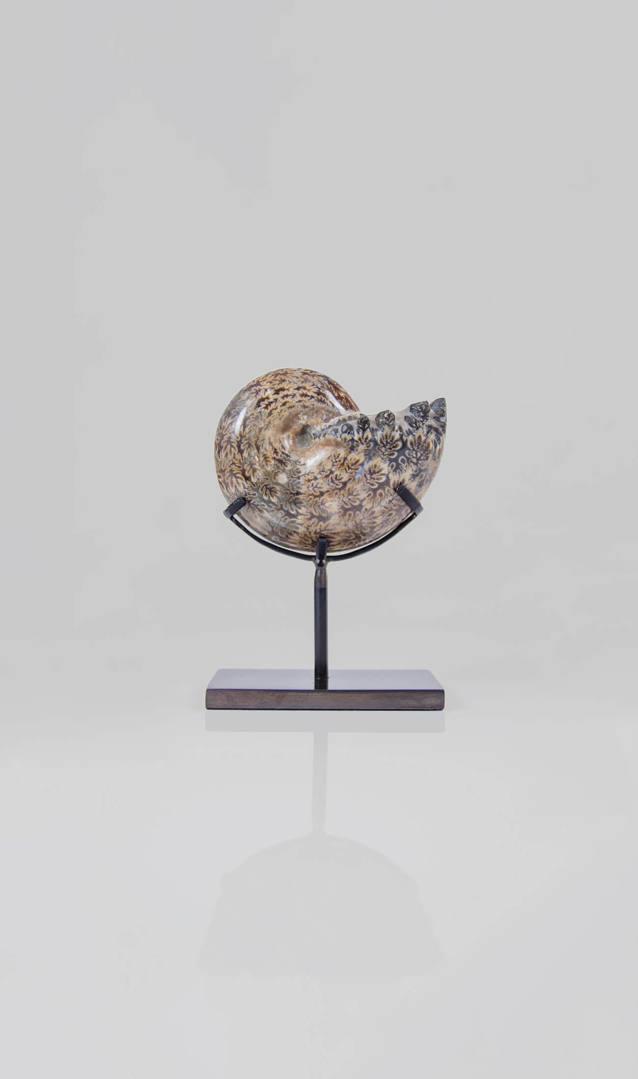 A beautifully polished Phylloceras ammonite fossil for sale measuring 114mm on THE FOSSIL STORE custom designed bronze stand