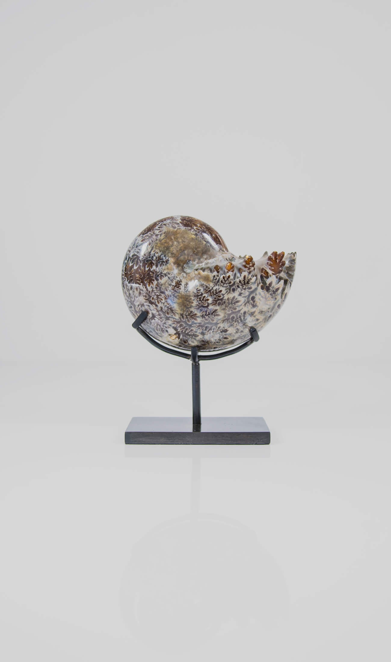 A beautifully polished Phylloceras ammonite fossil for sale measuring 126mm on THE FOSSIL STORE custom designed bronze stand