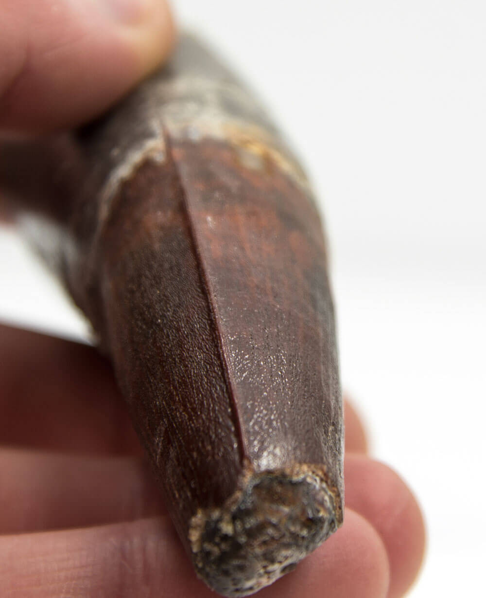 Museum-quality Spinosaurus dinosaur fossil tooth for sale measuring 120mm at THE FOSSIL STORE