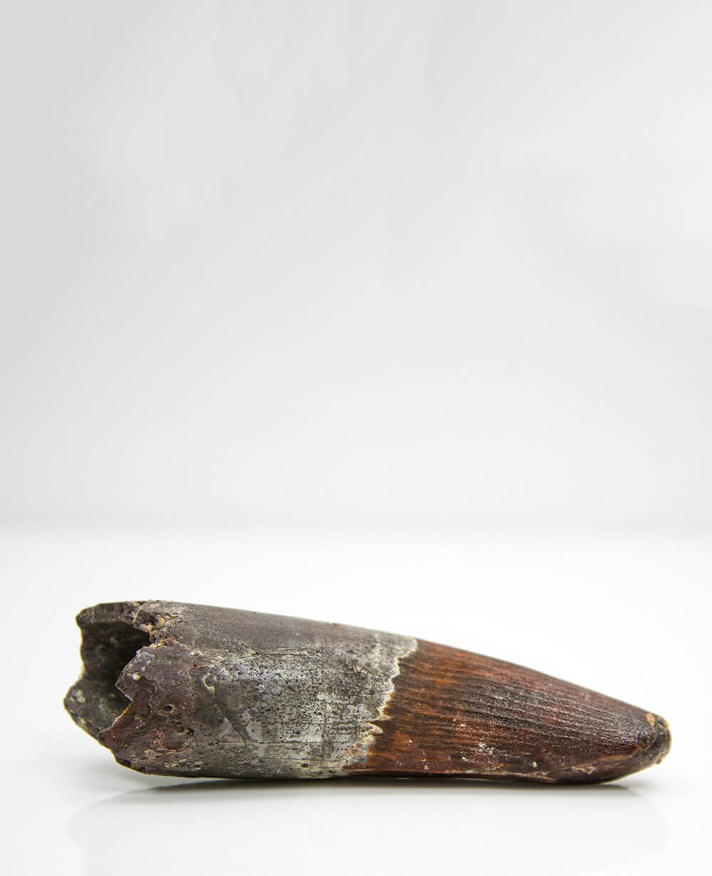 Museum-quality Spinosaurus dinosaur fossil tooth for sale measuring 120mm at THE FOSSIL STORE