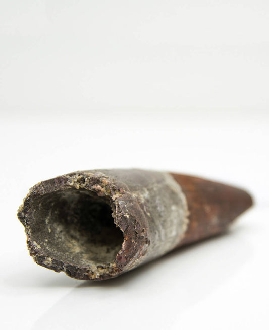 Museum-quality Spinosaurus dinosaur fossil tooth for sale measuring 120mm at THE FOSSIL STORE