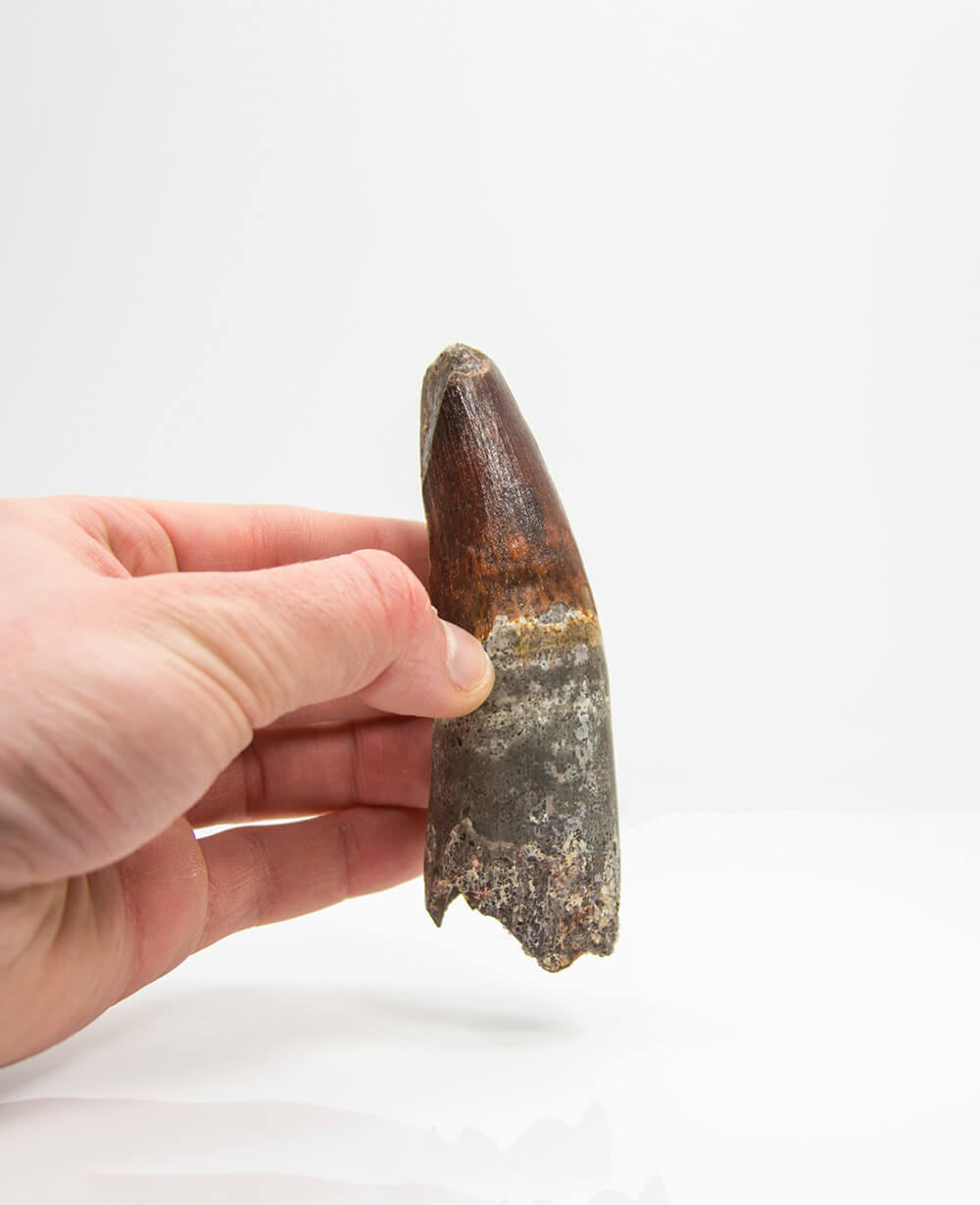 Museum-quality Spinosaurus dinosaur fossil tooth for sale measuring 120mm at THE FOSSIL STORE