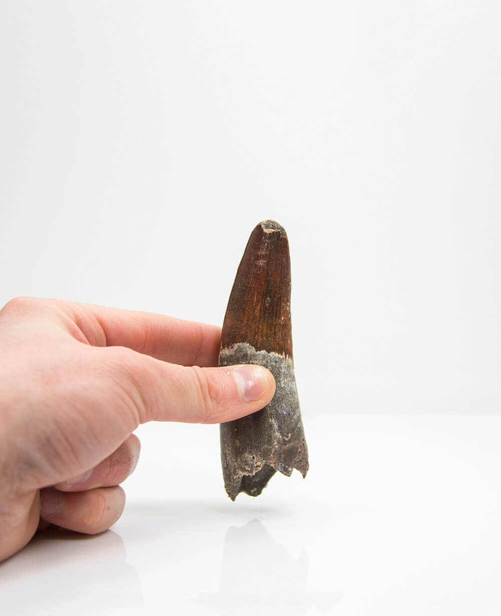 Museum-quality Spinosaurus dinosaur fossil tooth for sale measuring 120mm at THE FOSSIL STORE