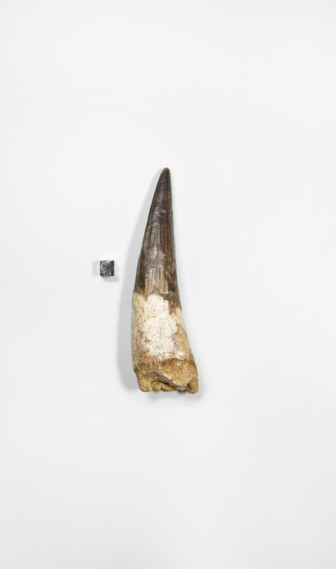 fossil dinosaur spinosaurus tooth for sale at the uk fossil store 03