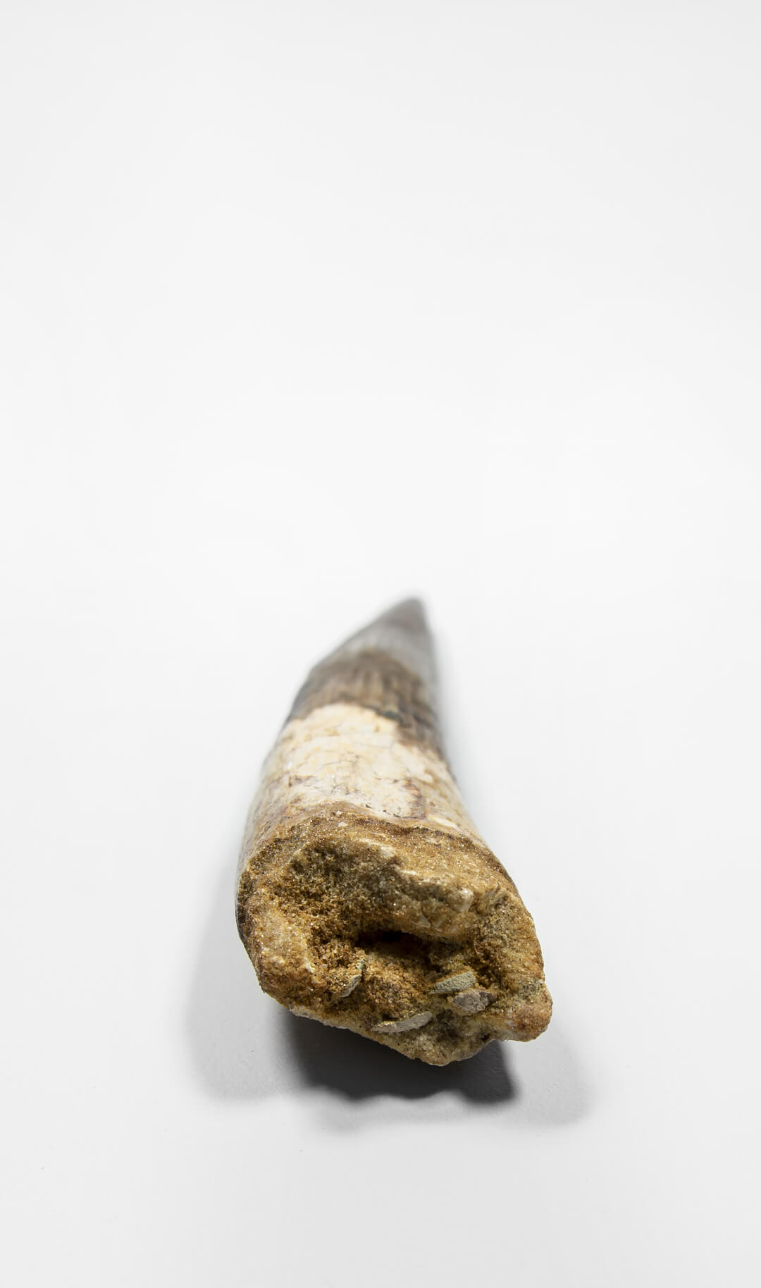 fossil dinosaur spinosaurus tooth for sale at the uk fossil store 04