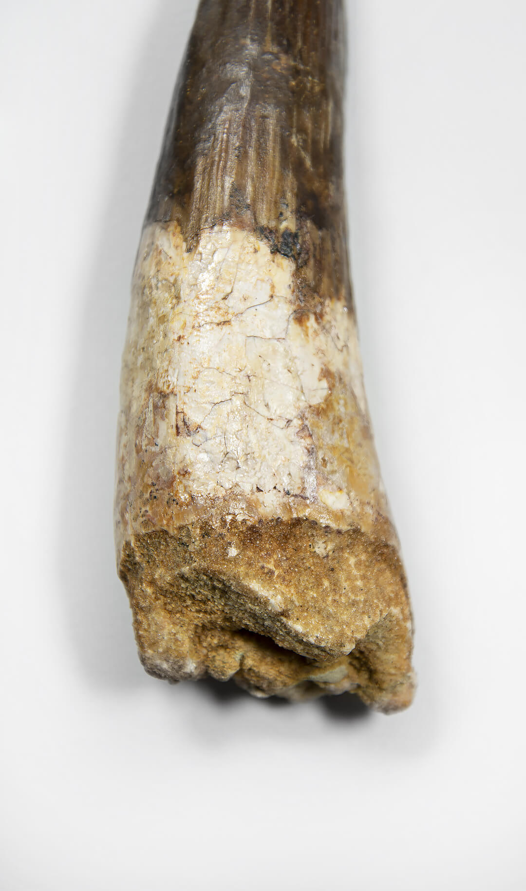 fossil dinosaur spinosaurus tooth for sale at the uk fossil store 05