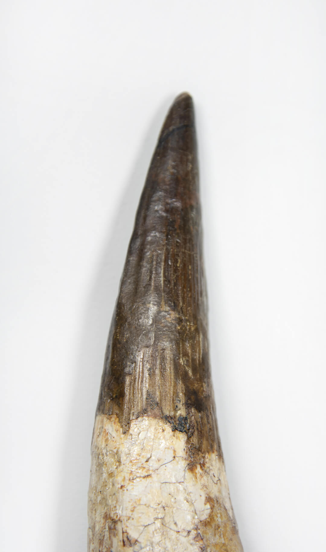 fossil dinosaur spinosaurus tooth for sale at the uk fossil store 06