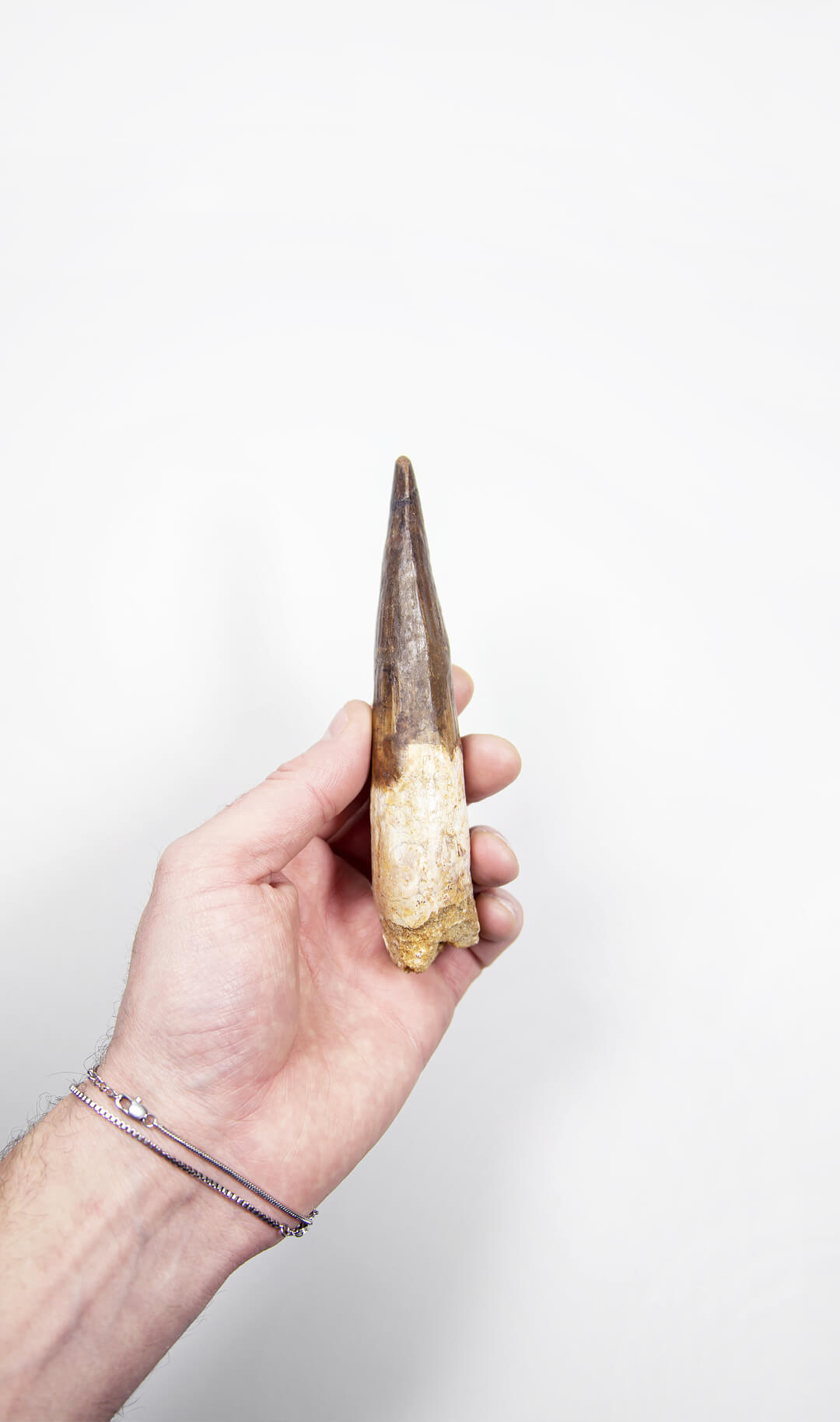 fossil dinosaur spinosaurus tooth for sale at the uk fossil store 07