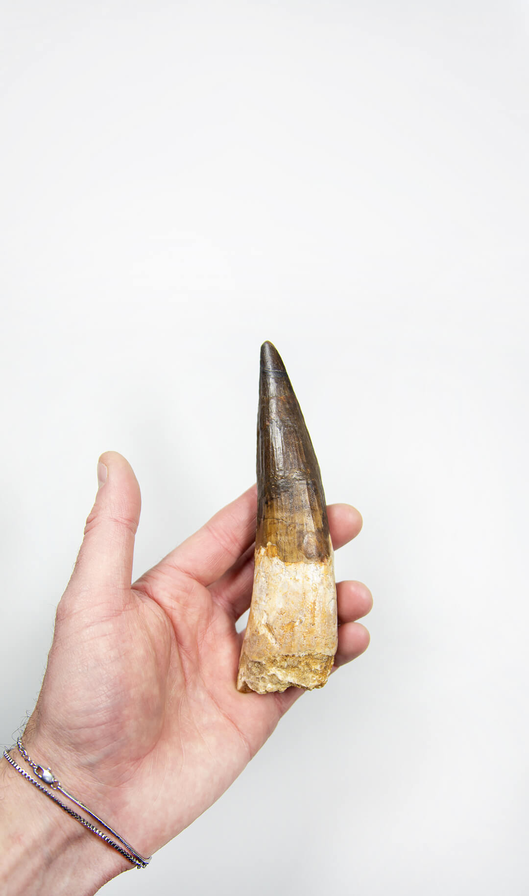 fossil dinosaur spinosaurus tooth for sale at the uk fossil store 09