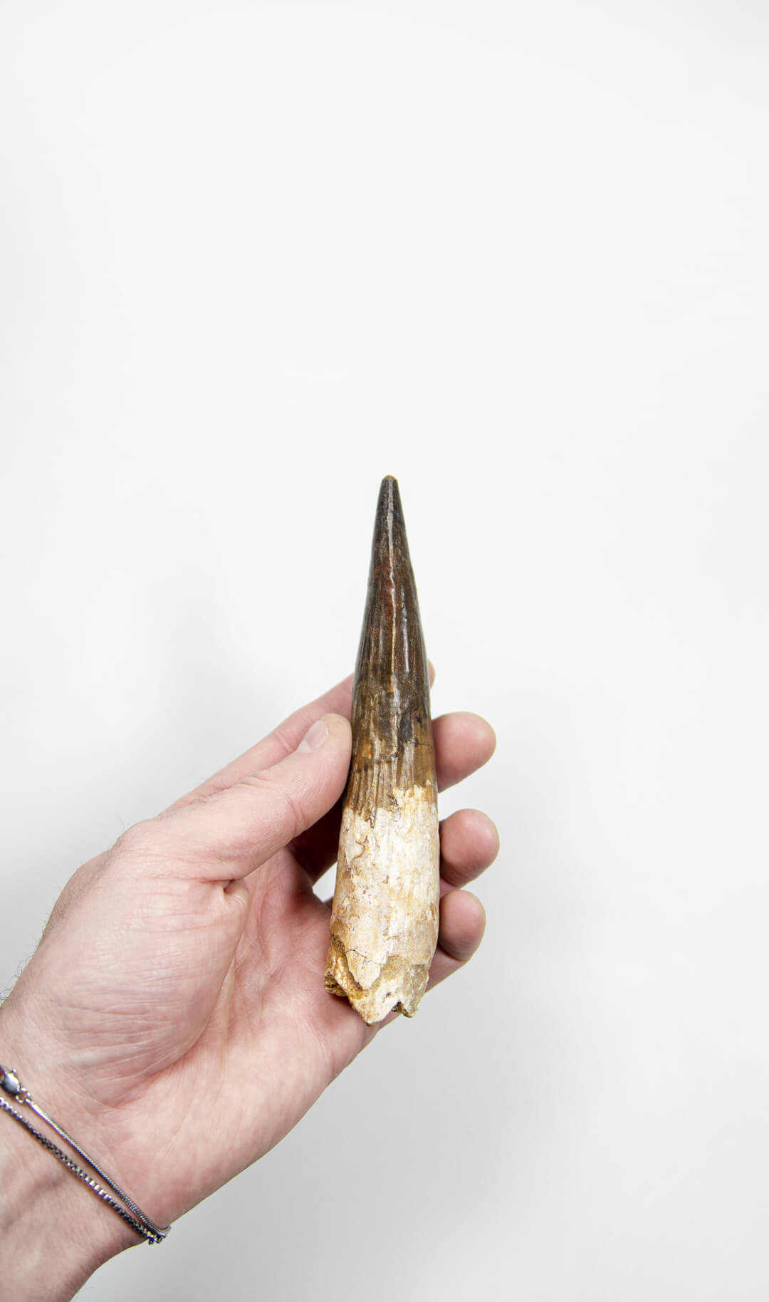 fossil dinosaur spinosaurus tooth for sale at the uk fossil store 10