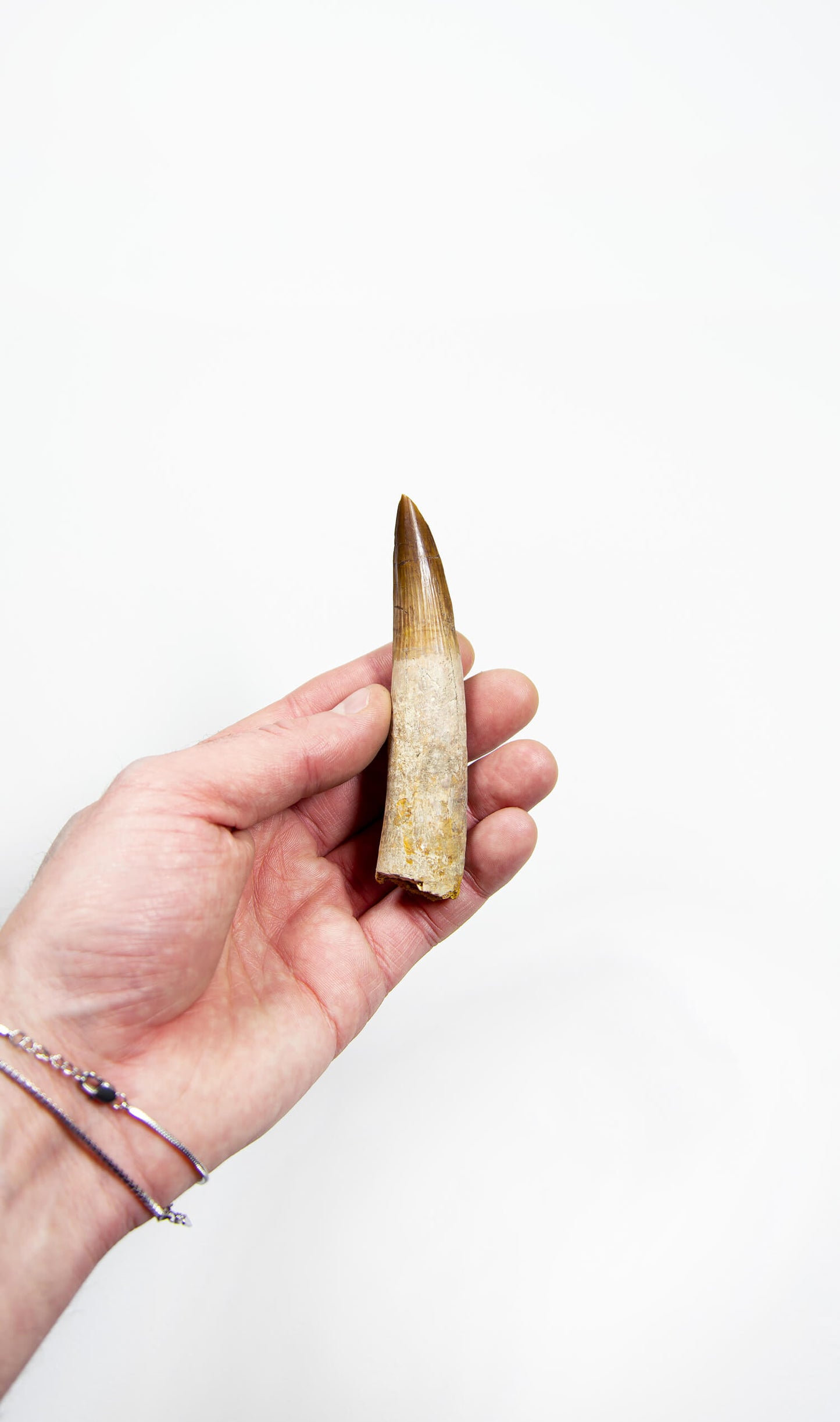 fossil dinosaur spinosaurus tooth for sale at the uk fossil store 100