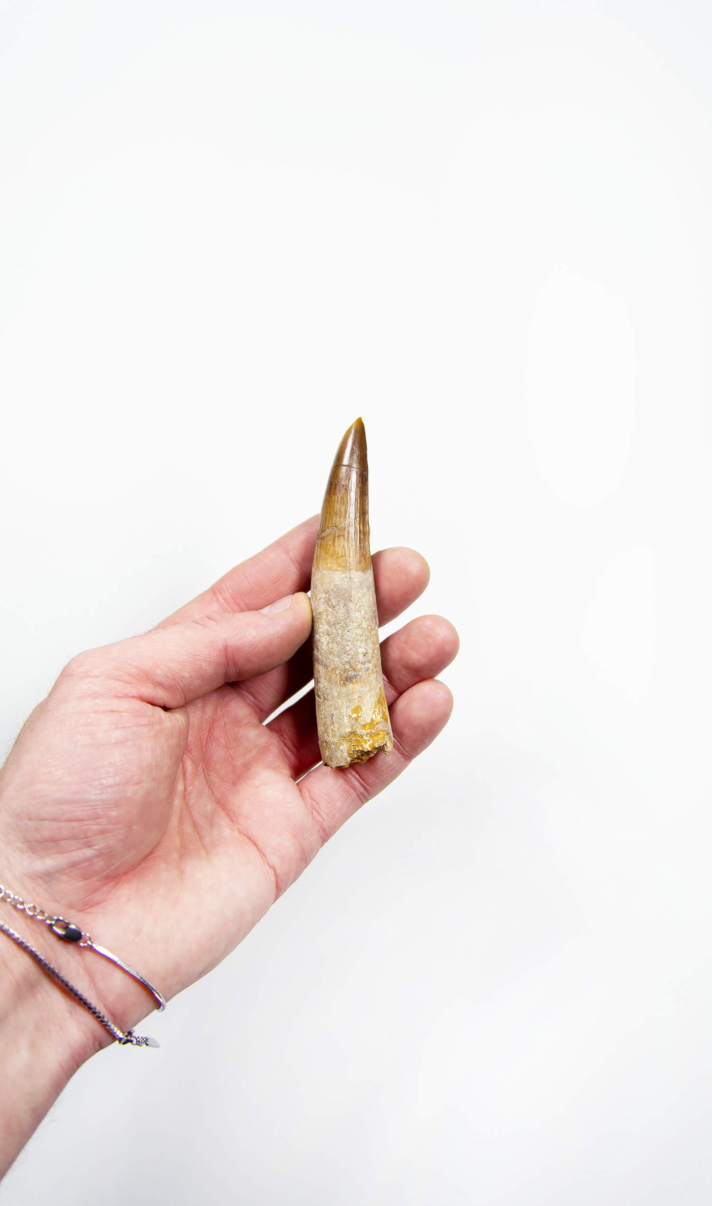 fossil dinosaur spinosaurus tooth for sale at the uk fossil store 101