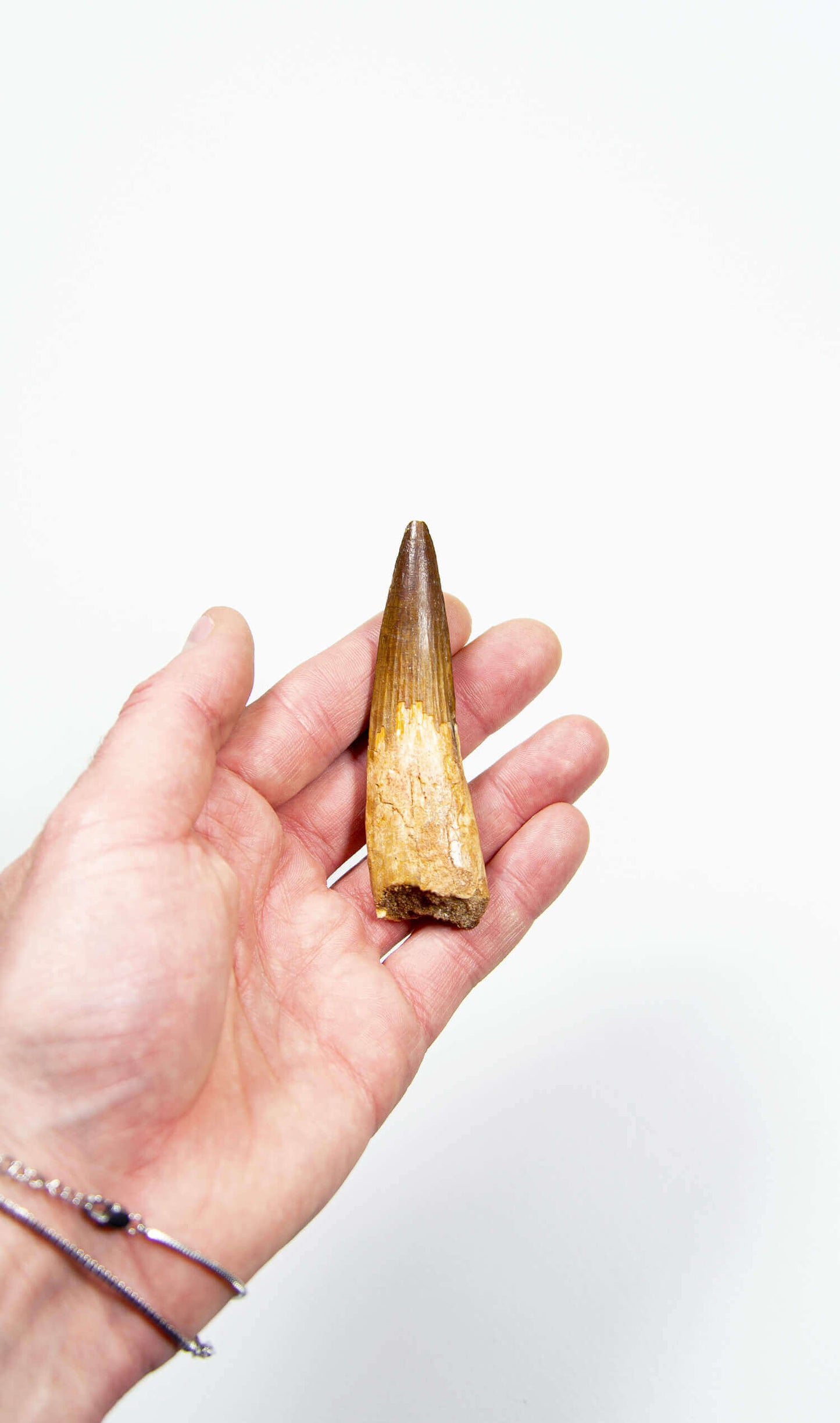 fossil dinosaur spinosaurus tooth for sale at the uk fossil store 102