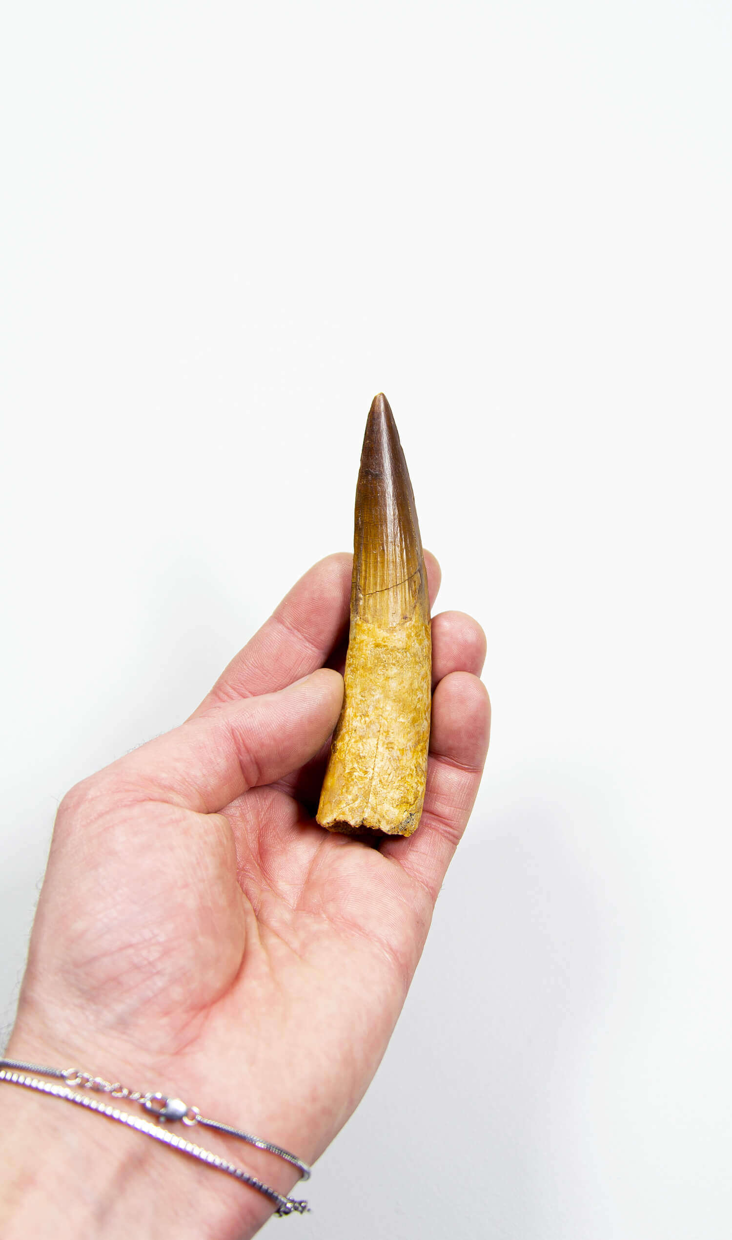 fossil dinosaur spinosaurus tooth for sale at the uk fossil store 107