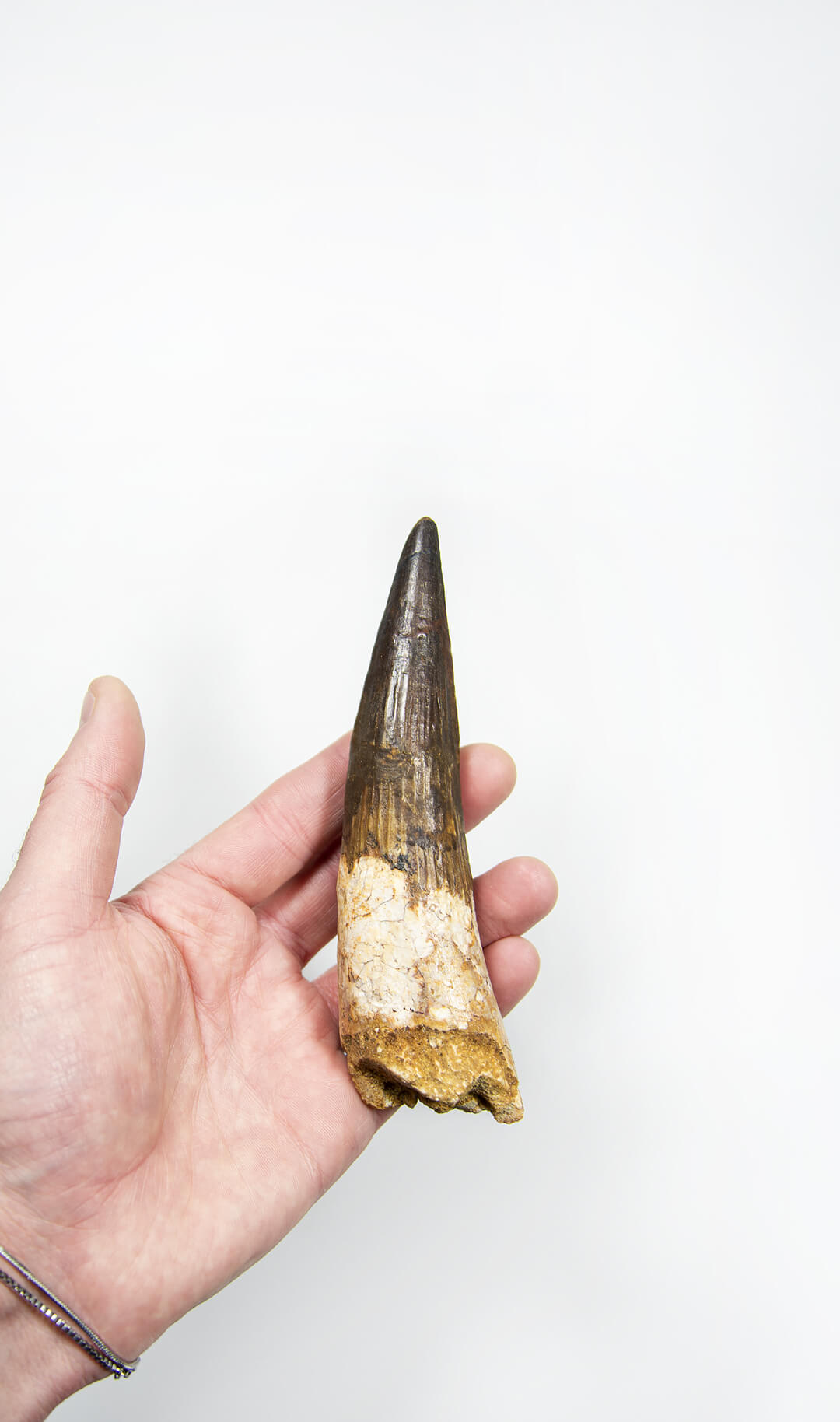 fossil dinosaur spinosaurus tooth for sale at the uk fossil store 11