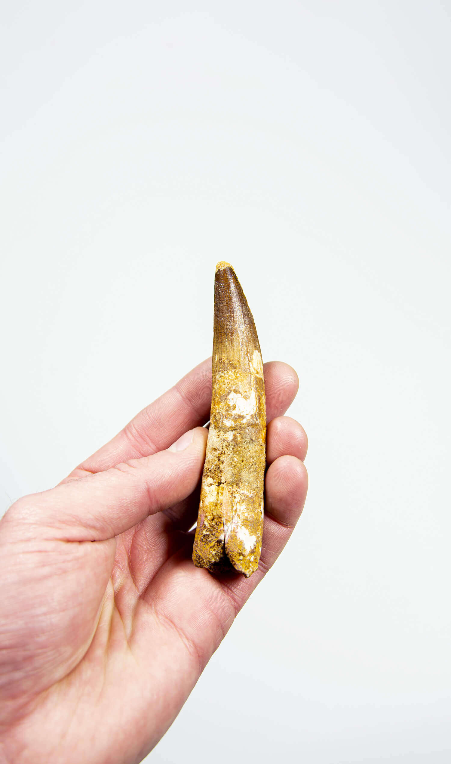 fossil dinosaur spinosaurus tooth for sale at the uk fossil store 113