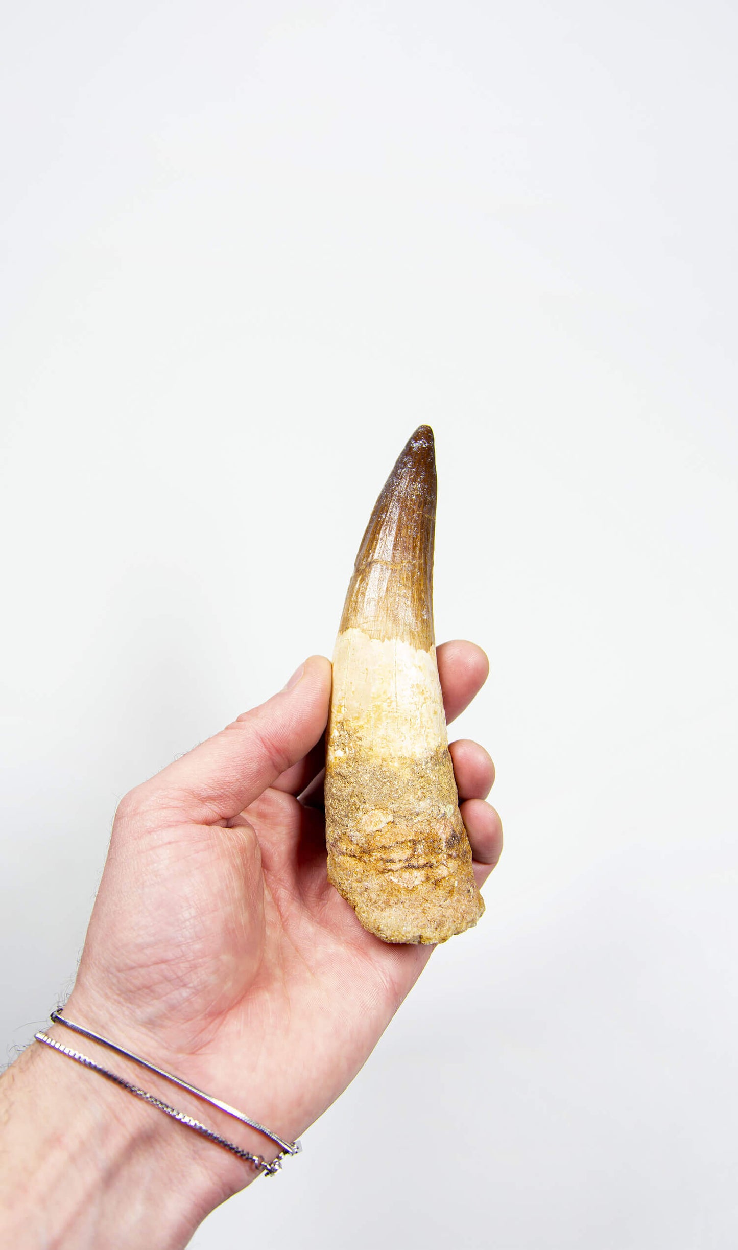 fossil dinosaur spinosaurus tooth for sale at the uk fossil store 148