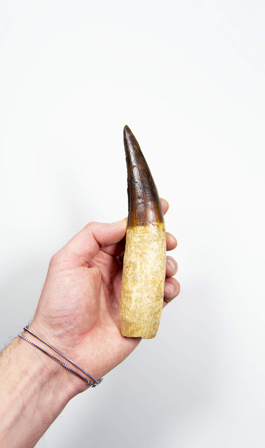 SOLD: Real Spinosaurus Dinosaur Tooth 171mm