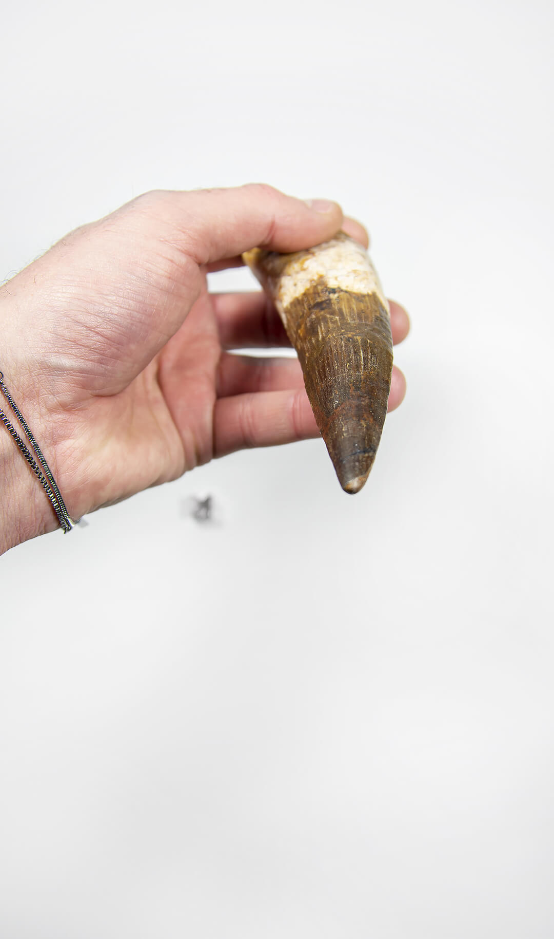 fossil dinosaur spinosaurus tooth for sale at the uk fossil store 12