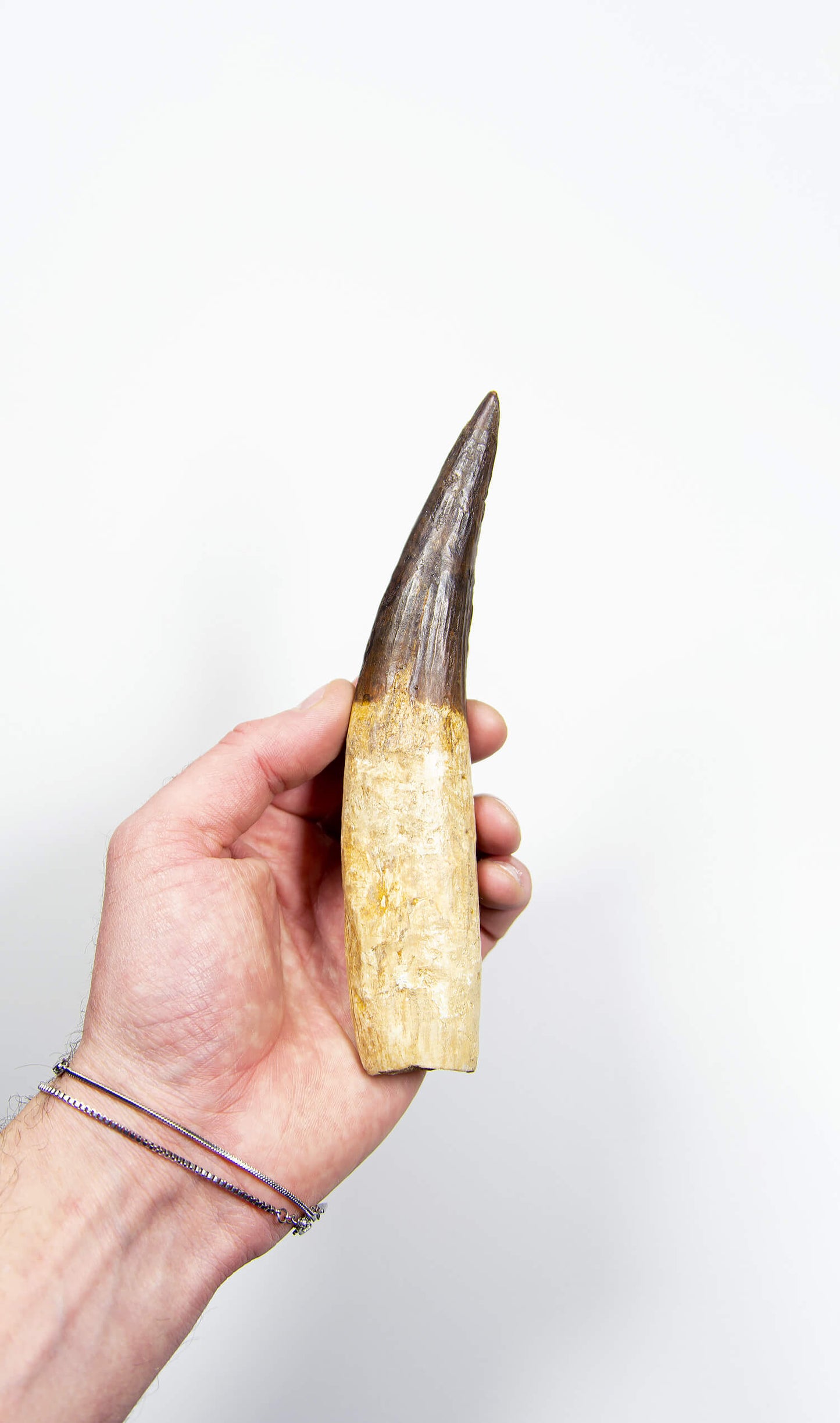 SOLD: Real Spinosaurus Dinosaur Tooth 171mm