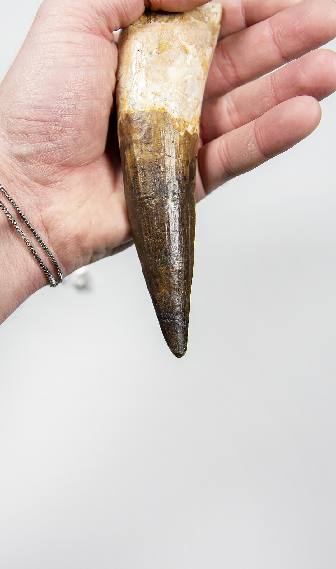 fossil dinosaur spinosaurus tooth for sale at the uk fossil store 13